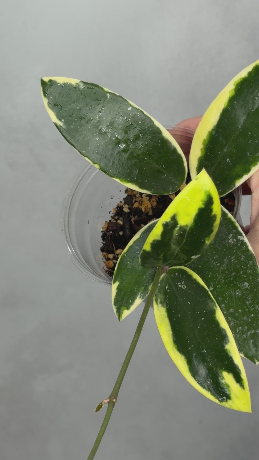 Hoya verticillata (outer variegated)