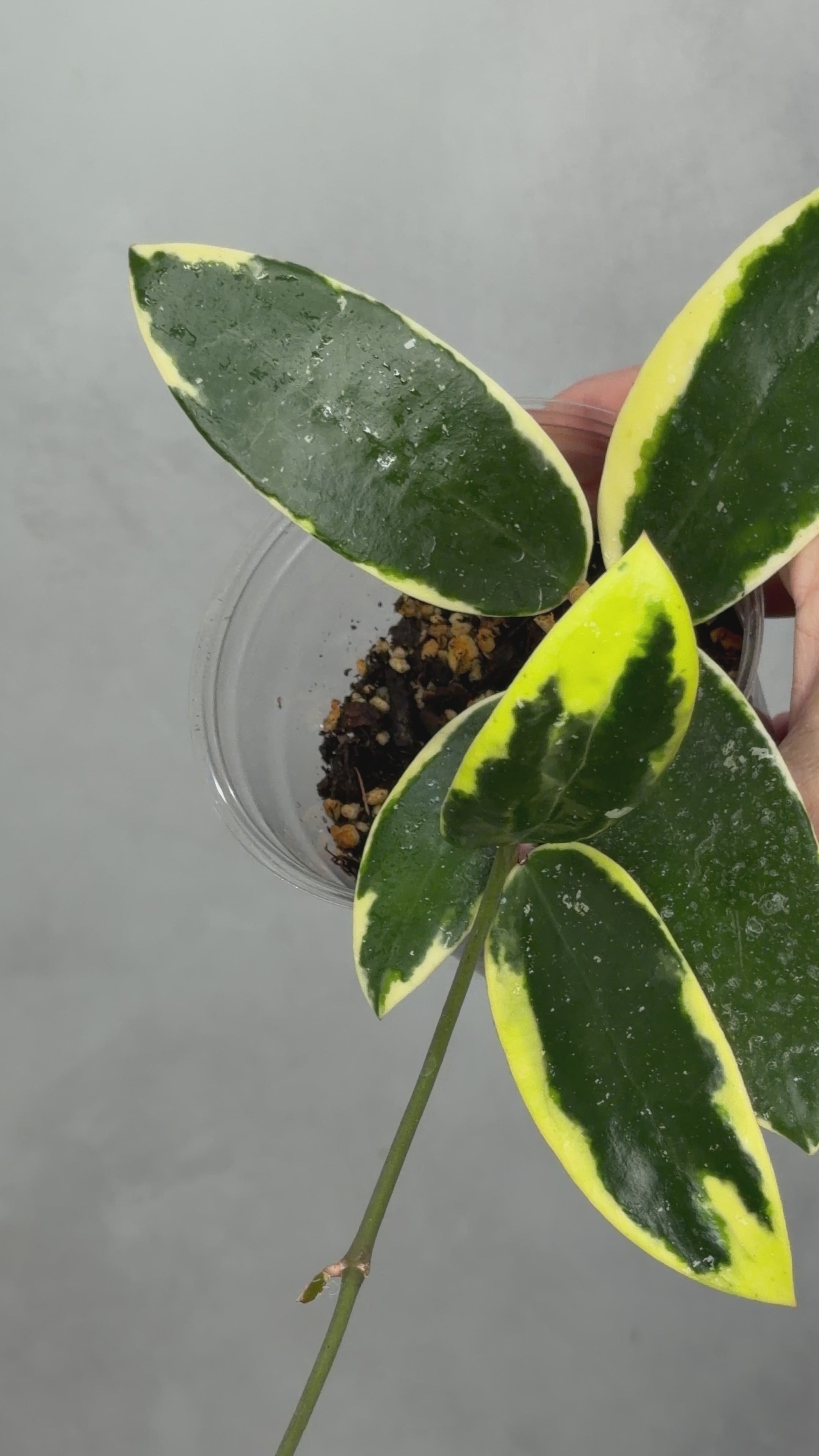 Hoya verticillata (outer variegated)