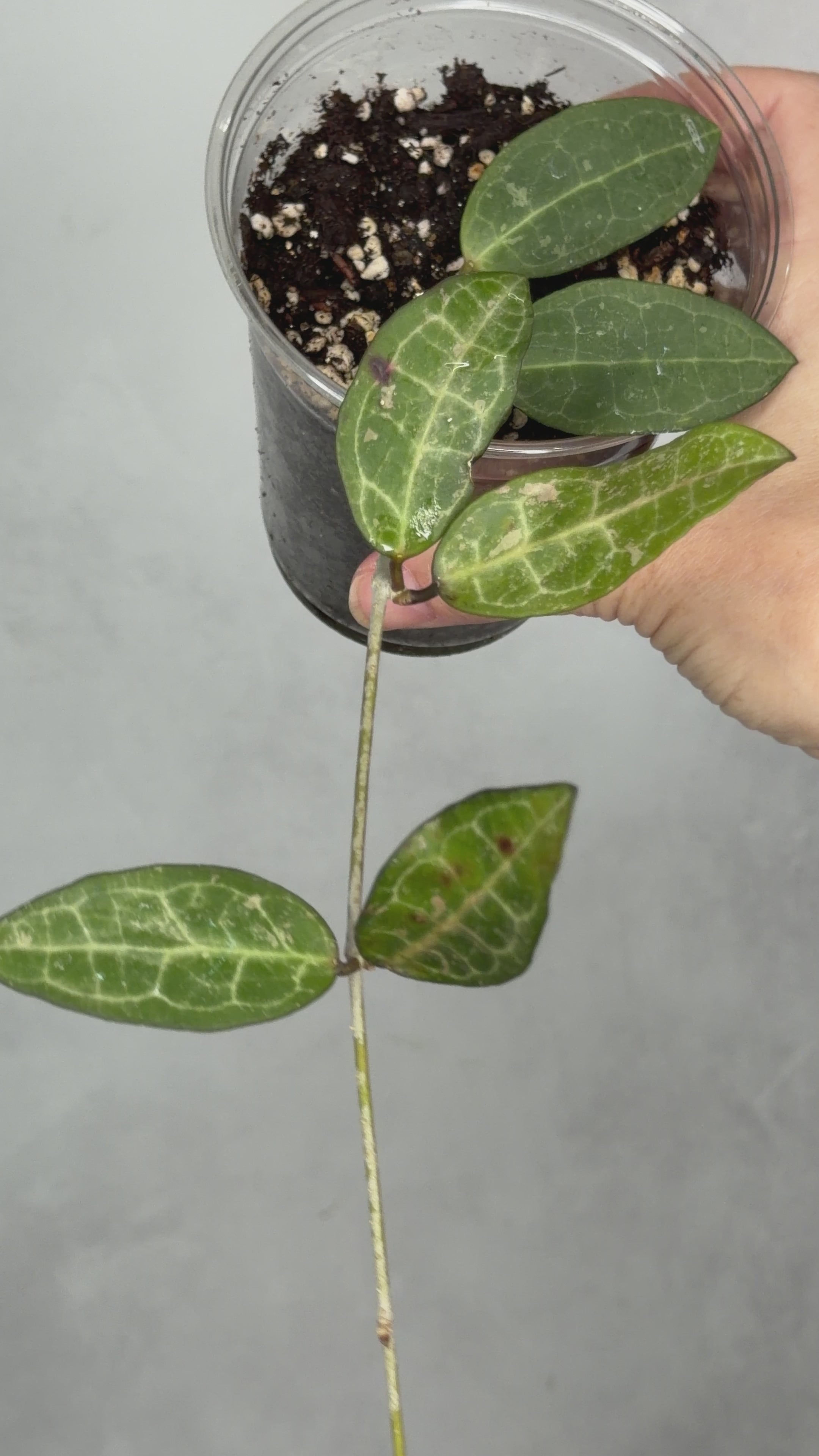 Hoya elliptica (splash)