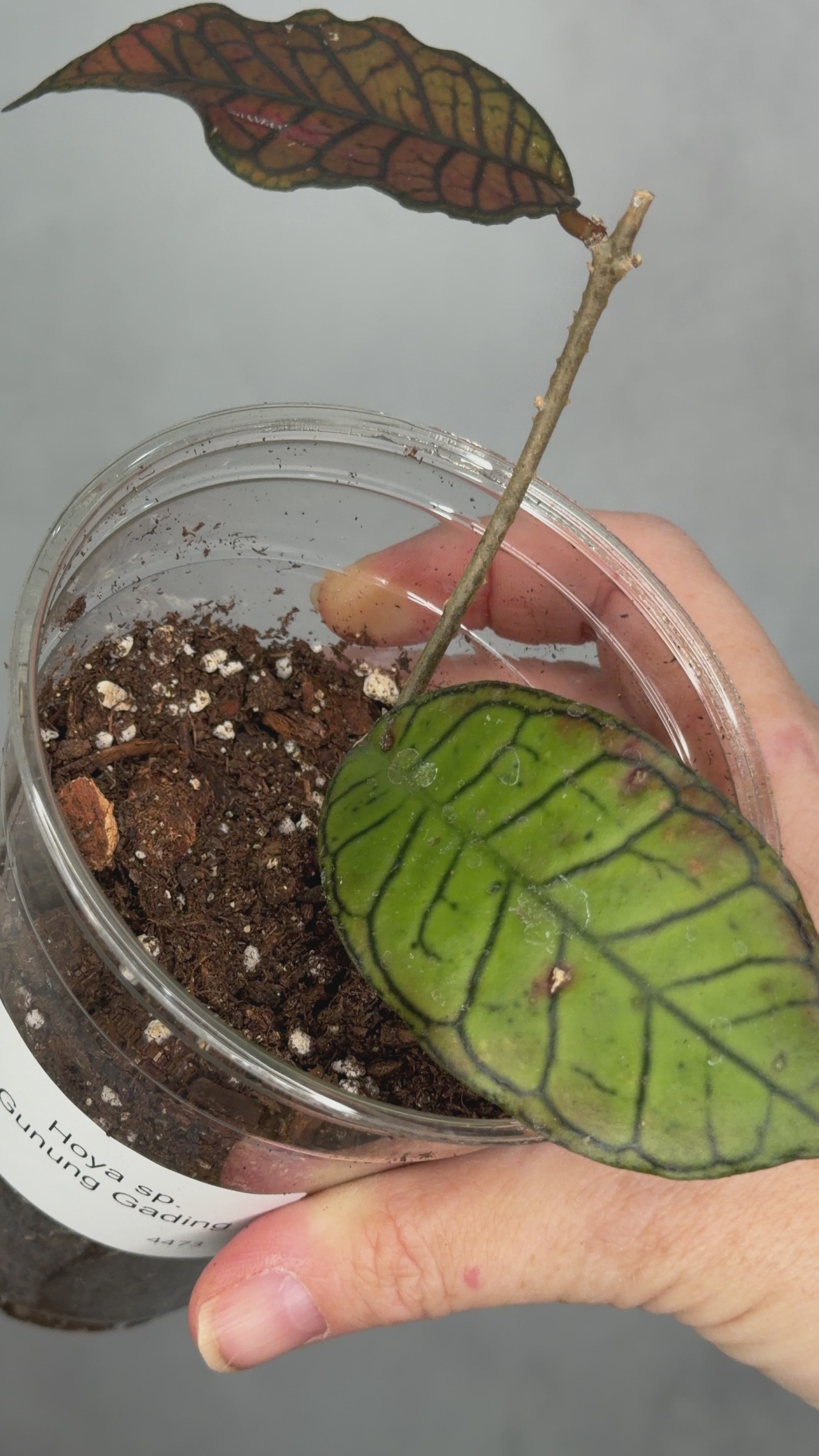 Hoya sp. Gunung Gading