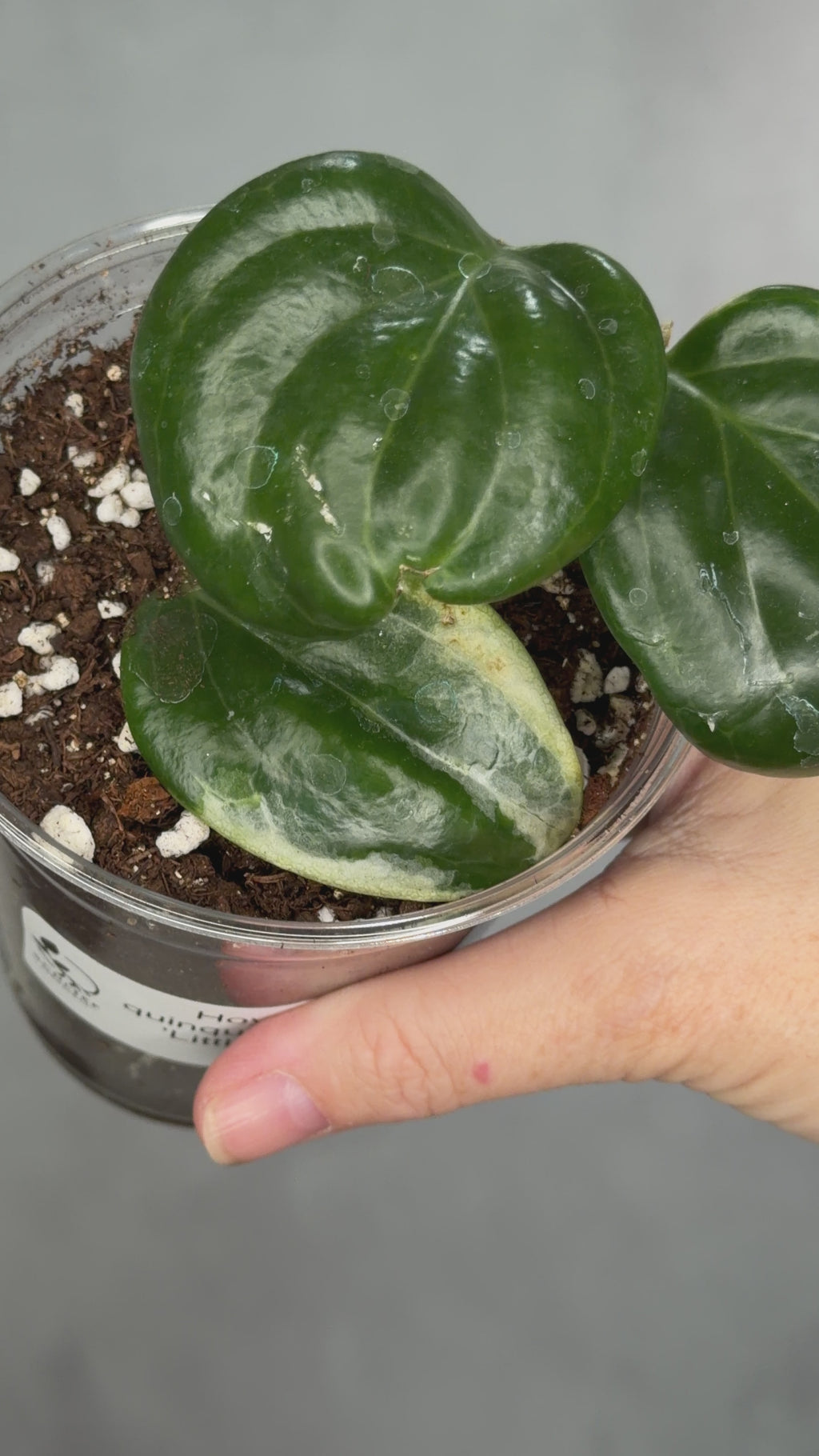 Hoya quinquenervia ‘Little Plu’