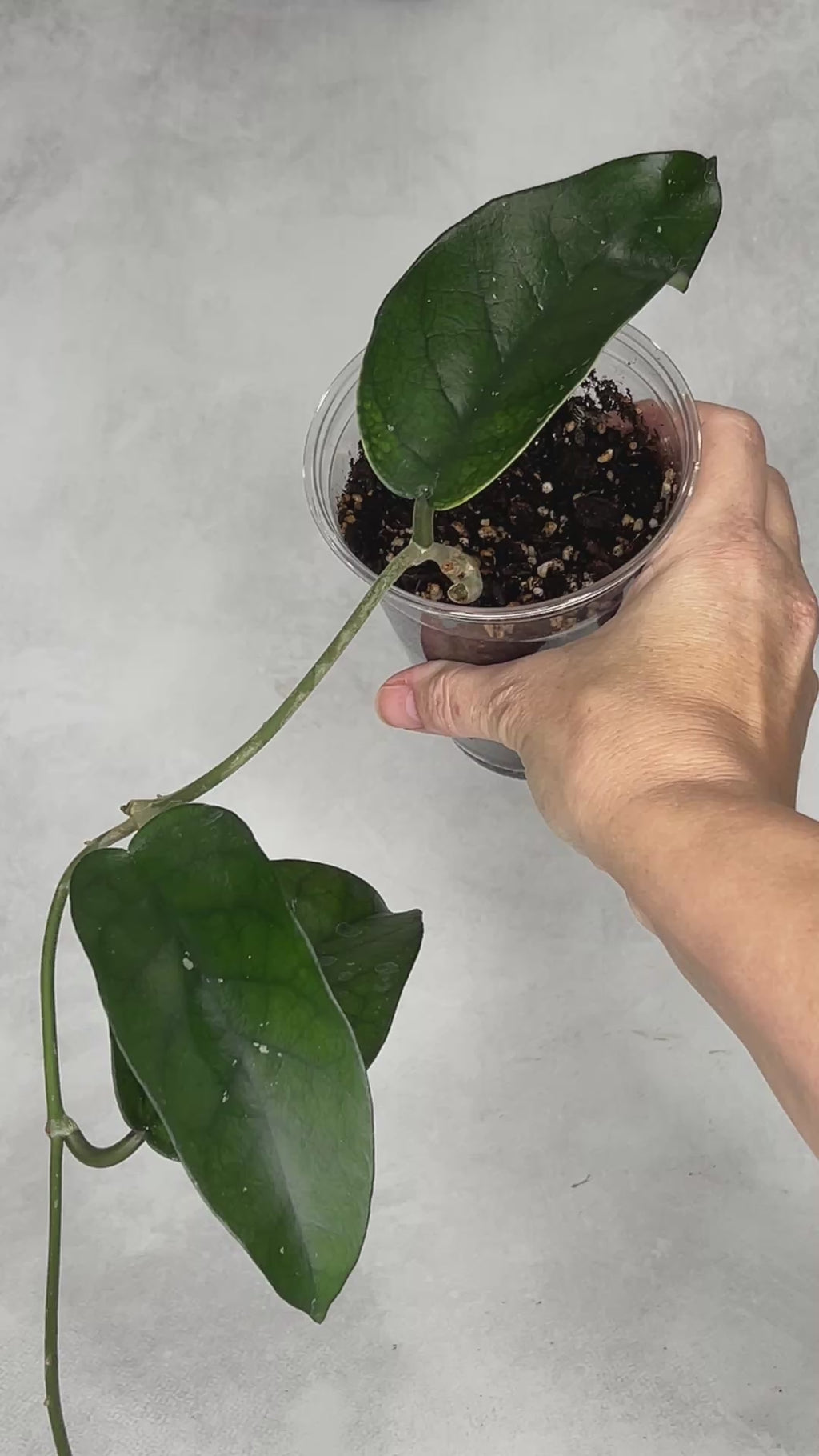 Hoya sp Tam Dao