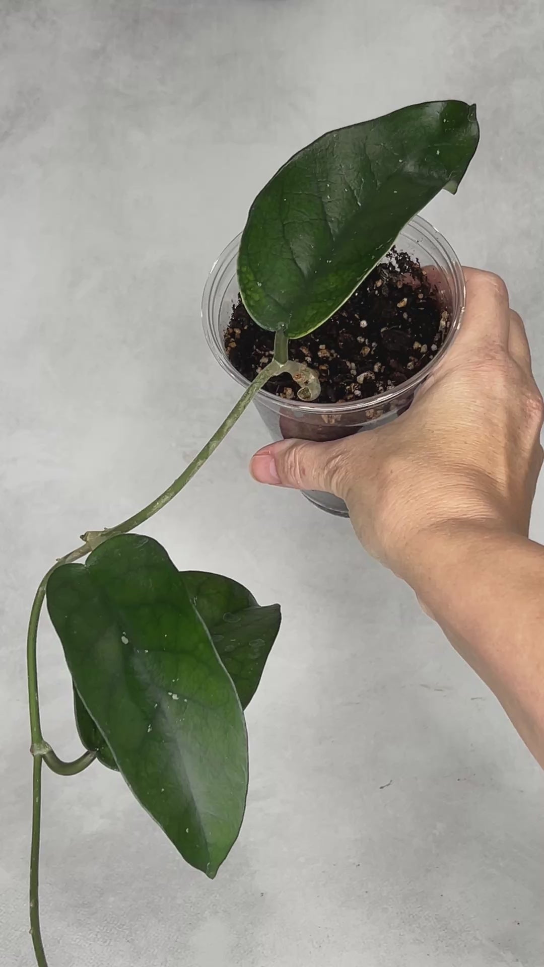 Hoya sp Tam Dao