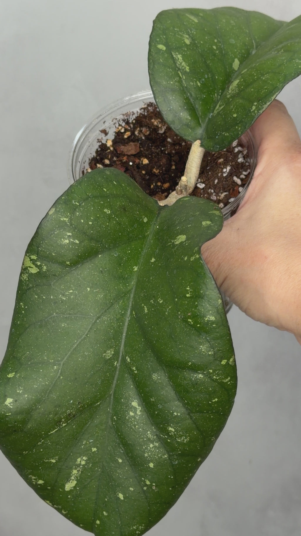 Hoya sp AH027 ‘Elephant’