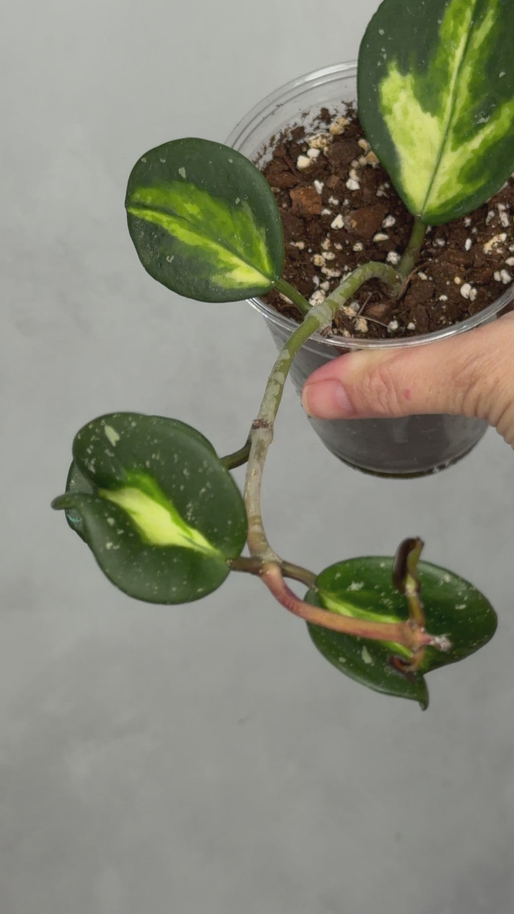 Hoya obovata (inner variegated)