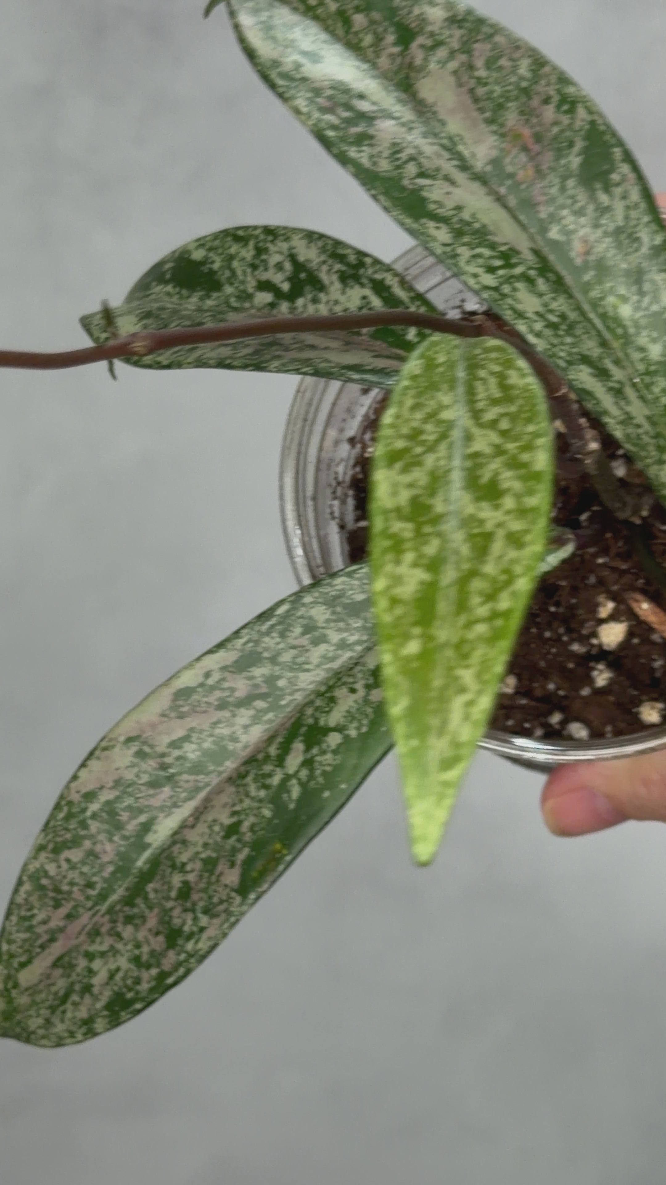 Hoya pubicalyx ‘Reva’
