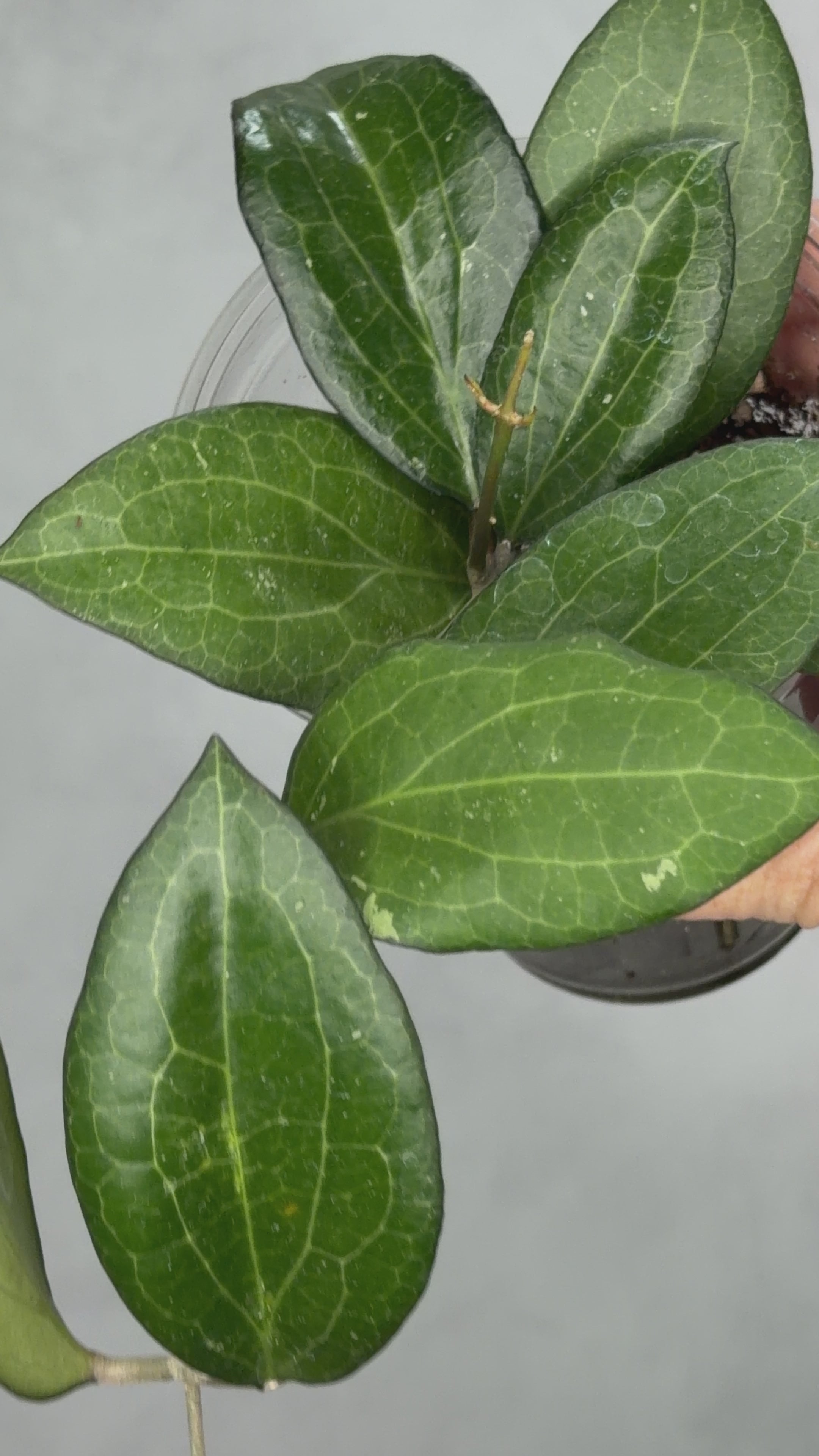 Hoya fitchii orange x fusco marginata