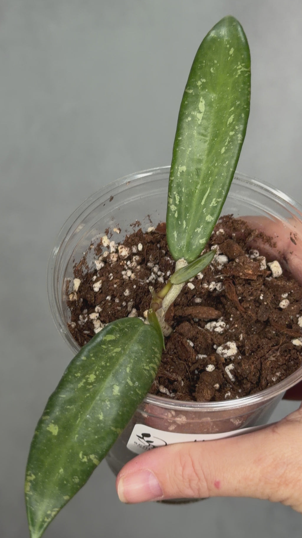 Hoya sp. Loei Province