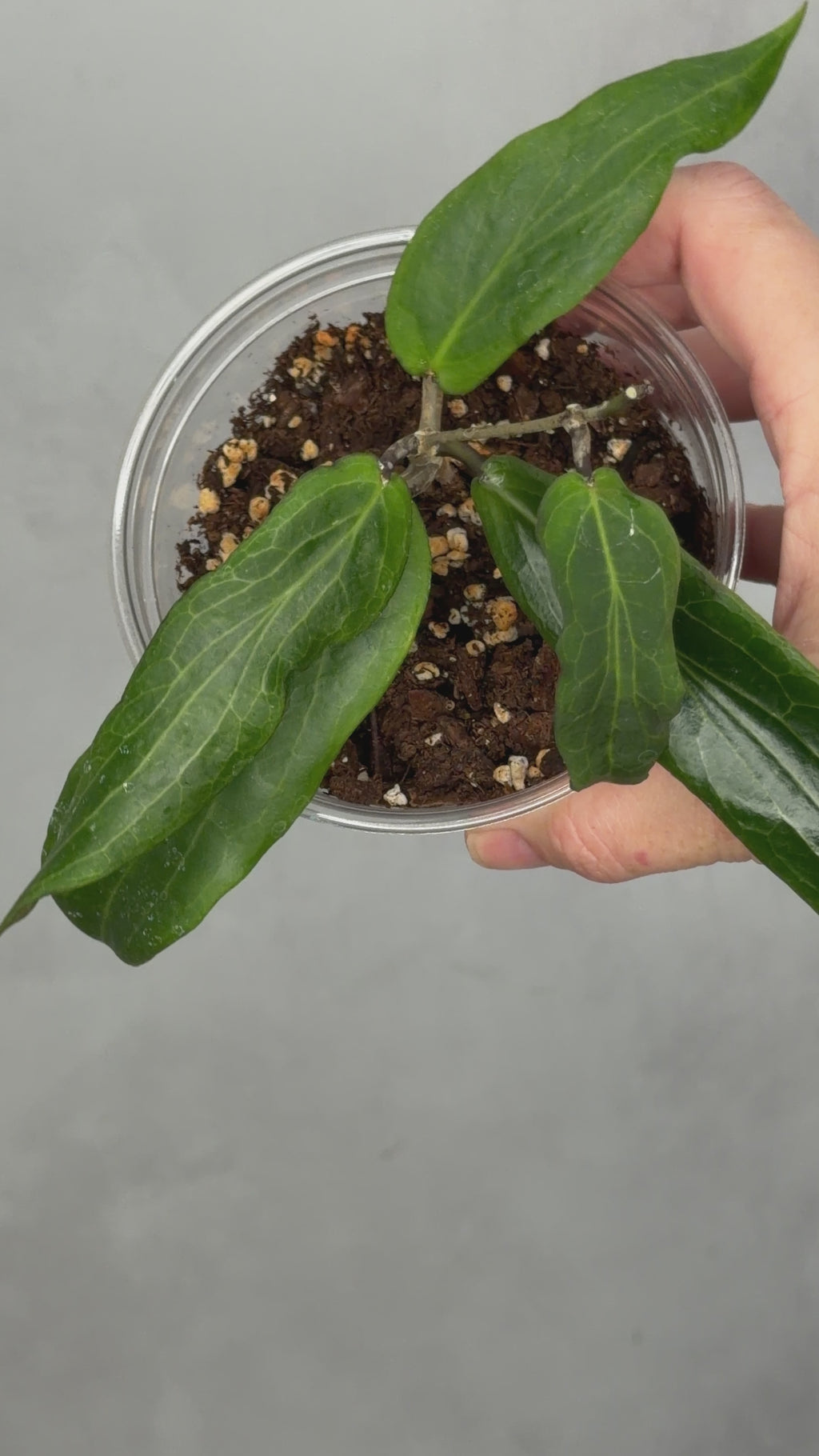 Hoya bordenii