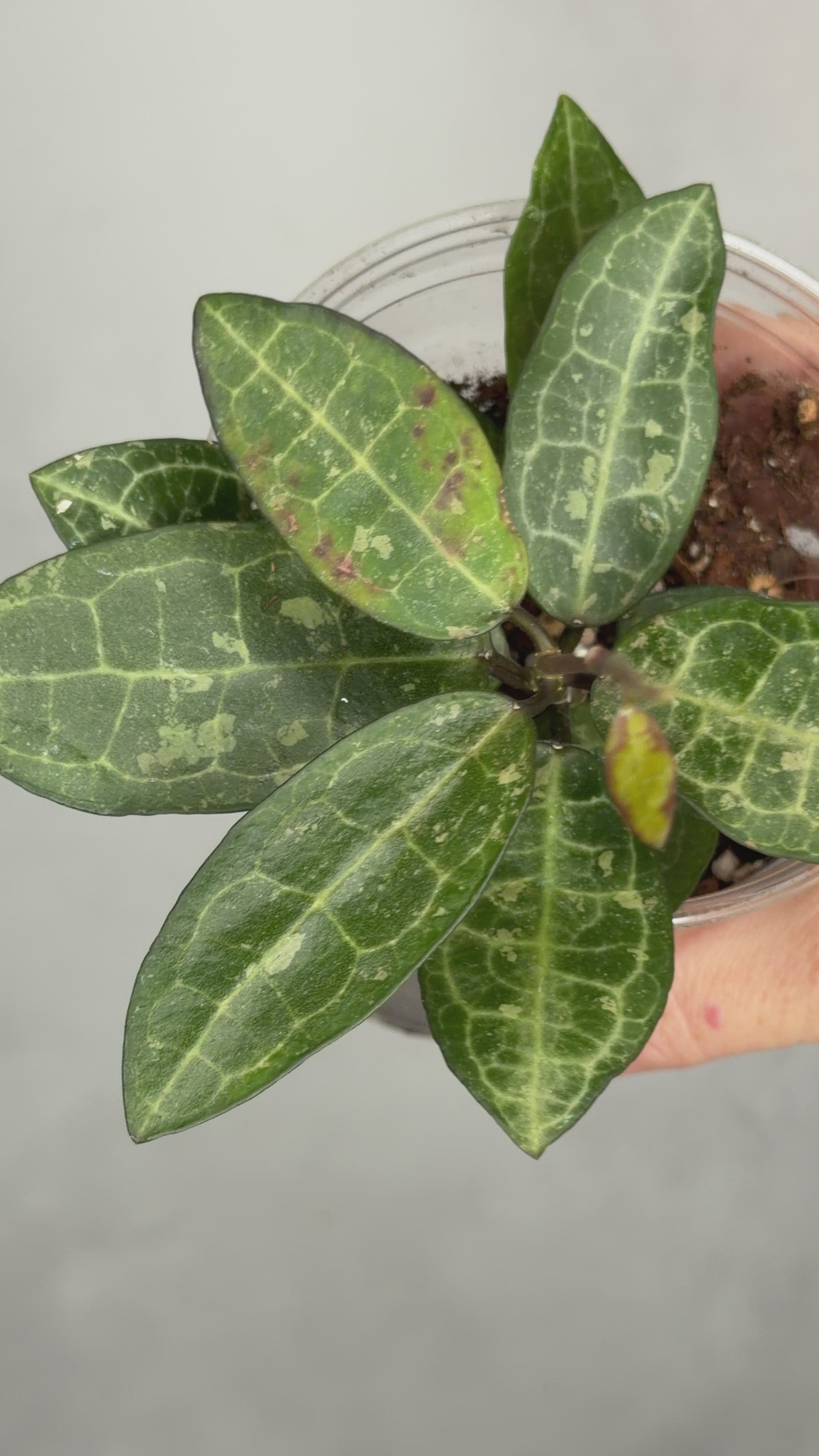 Hoya elliptica (splash)
