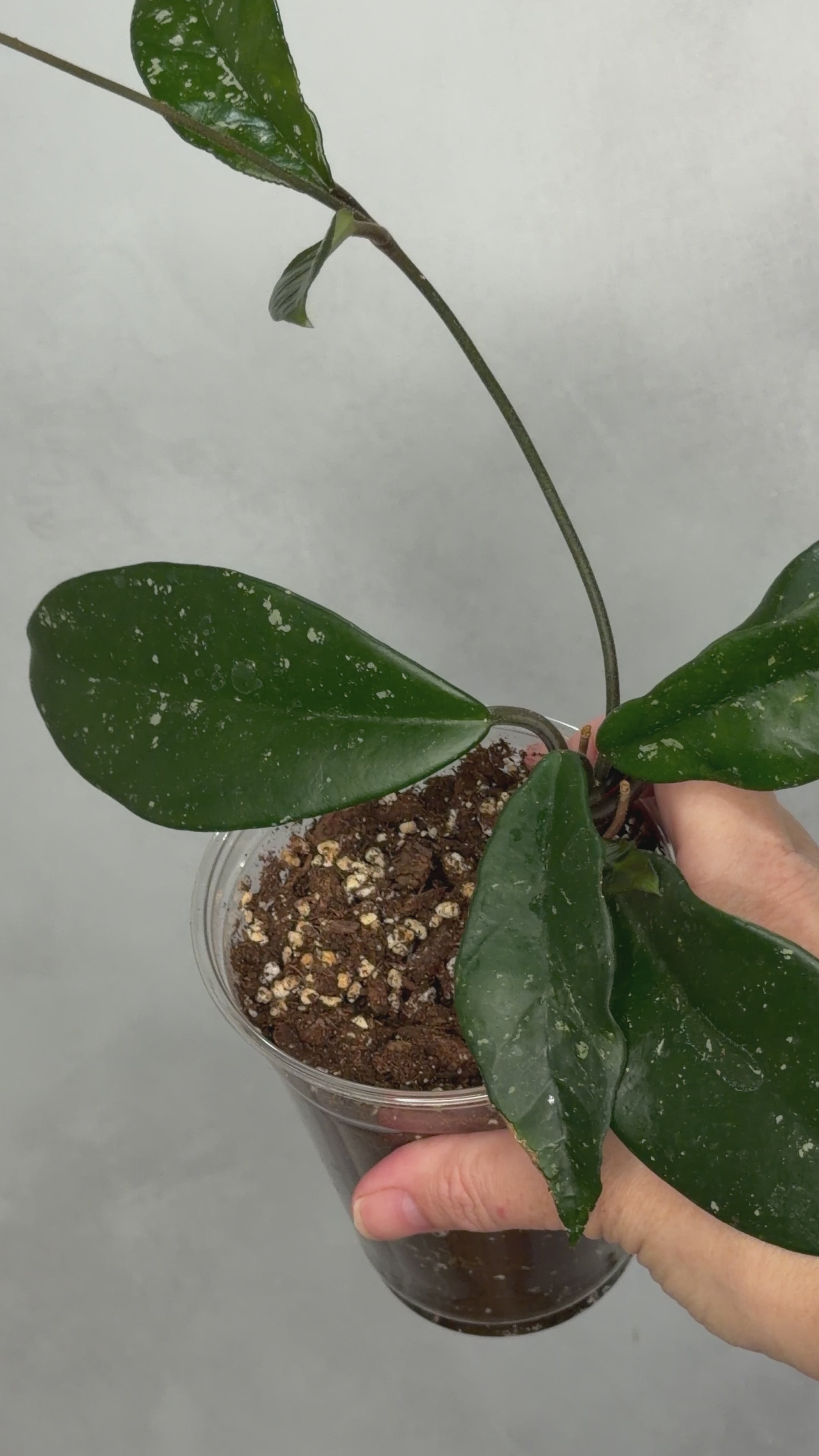 Hoya ‘Wildflower’
