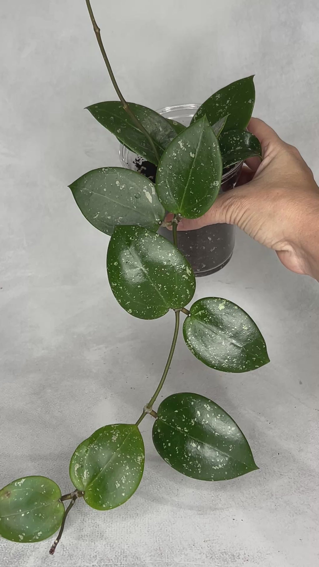 Hoya sp. 851