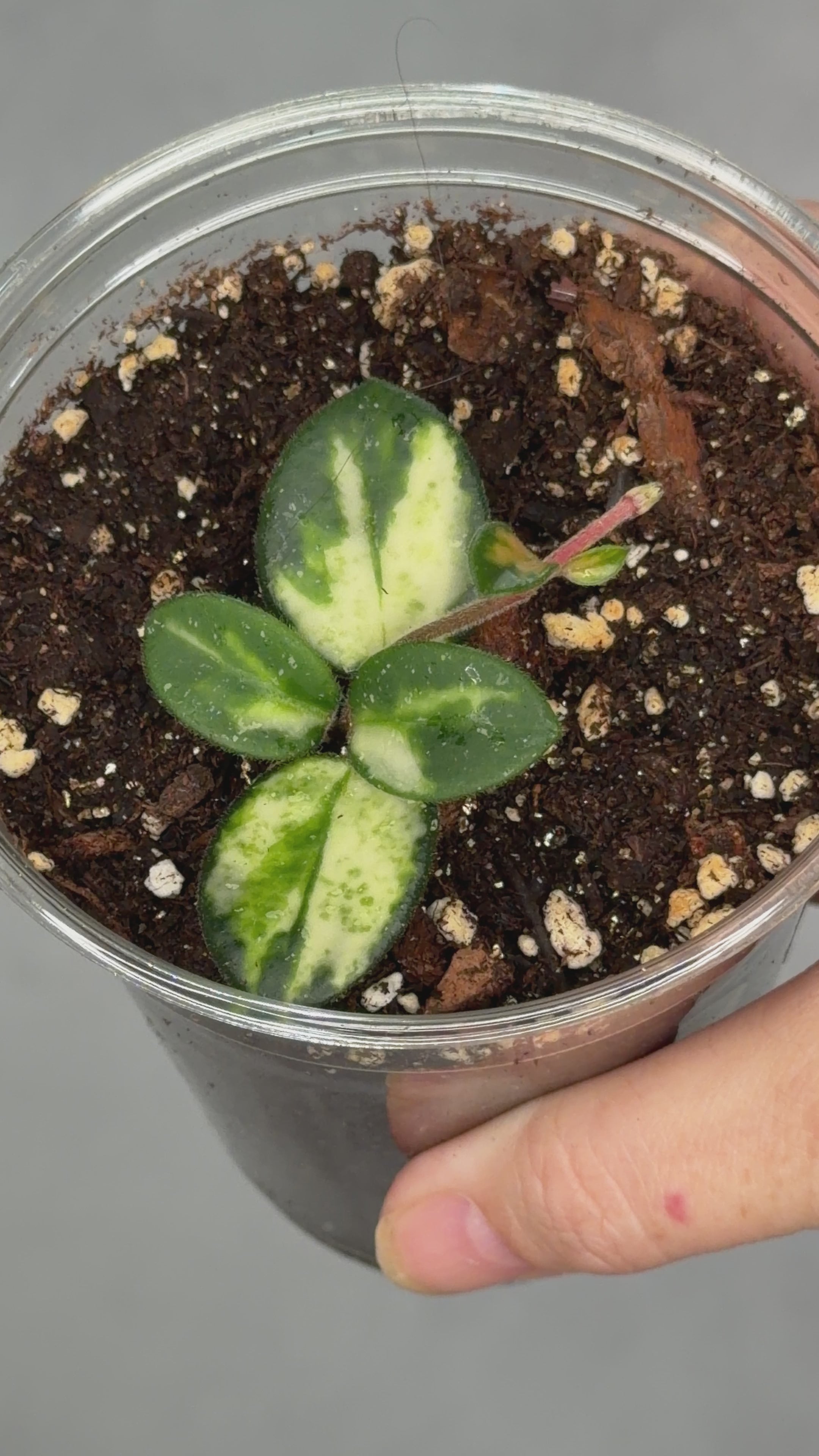 Hoya ‘Mathilde’ (inner variegated)
