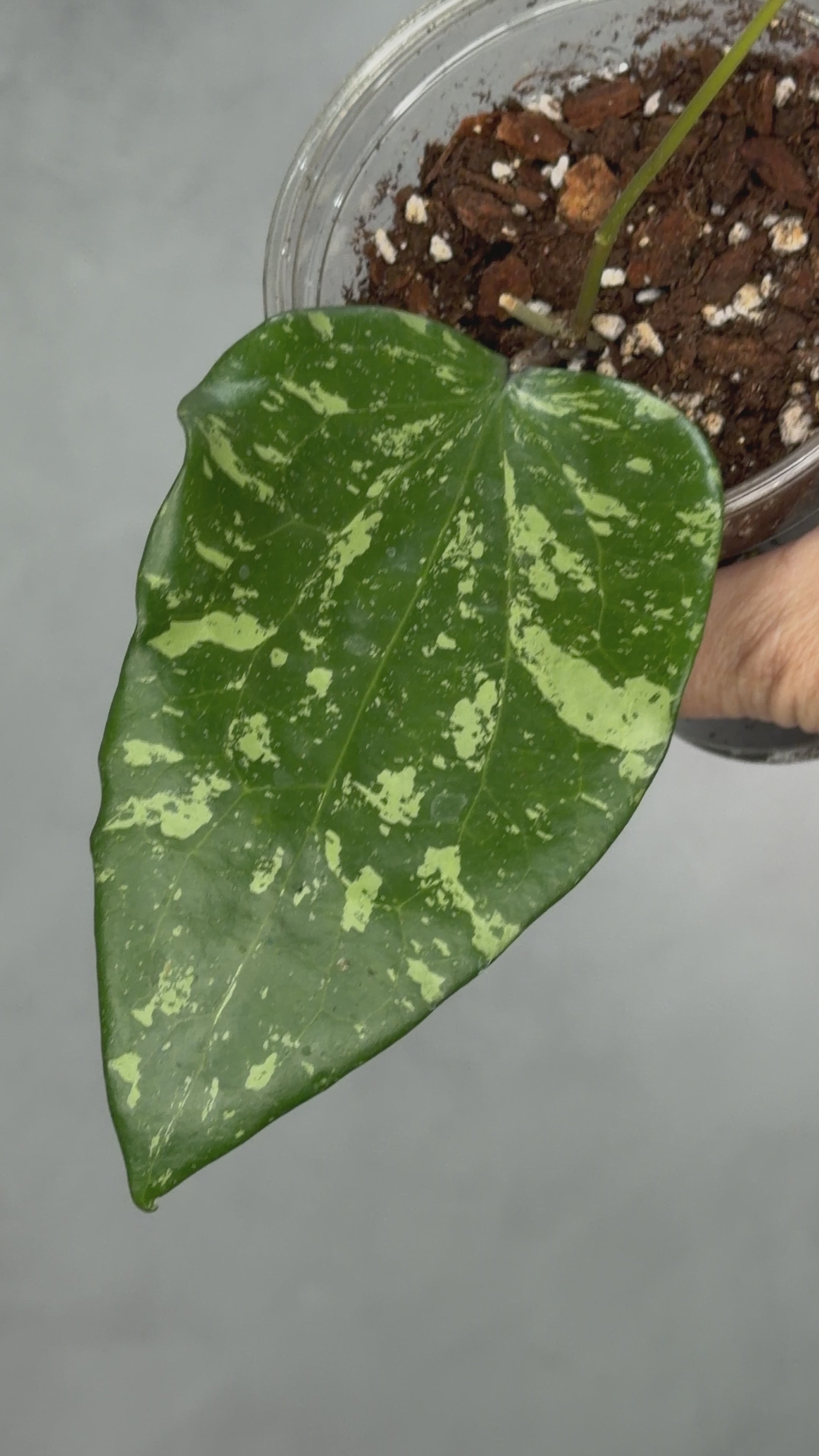 Hoya sp. SF004