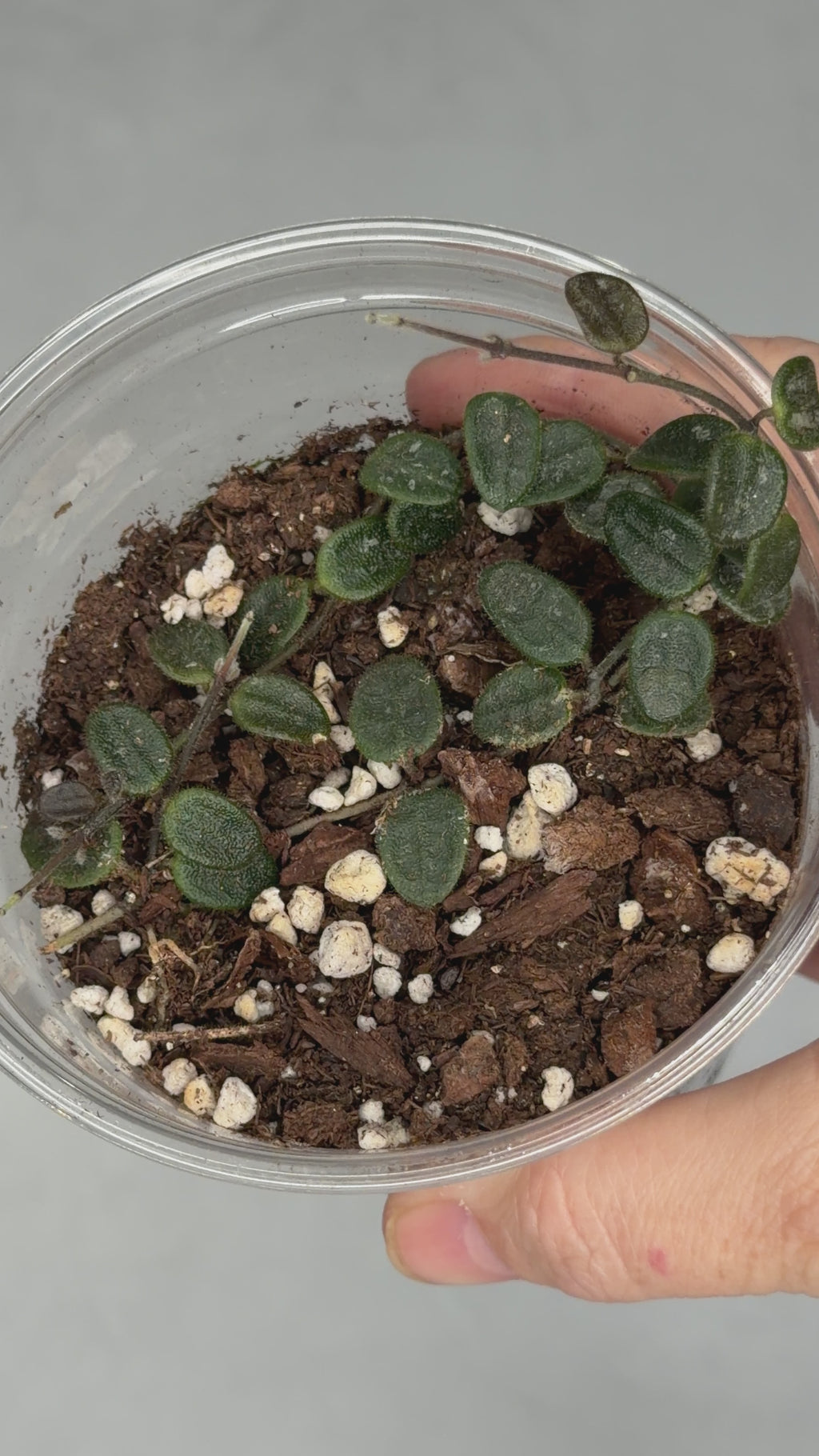 Hoya tengchongensis