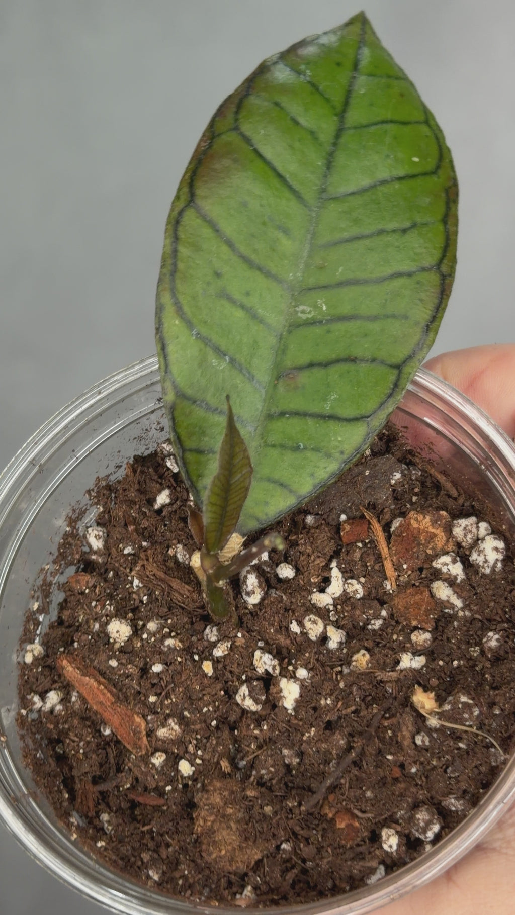Hoya sp. Gunung Gading