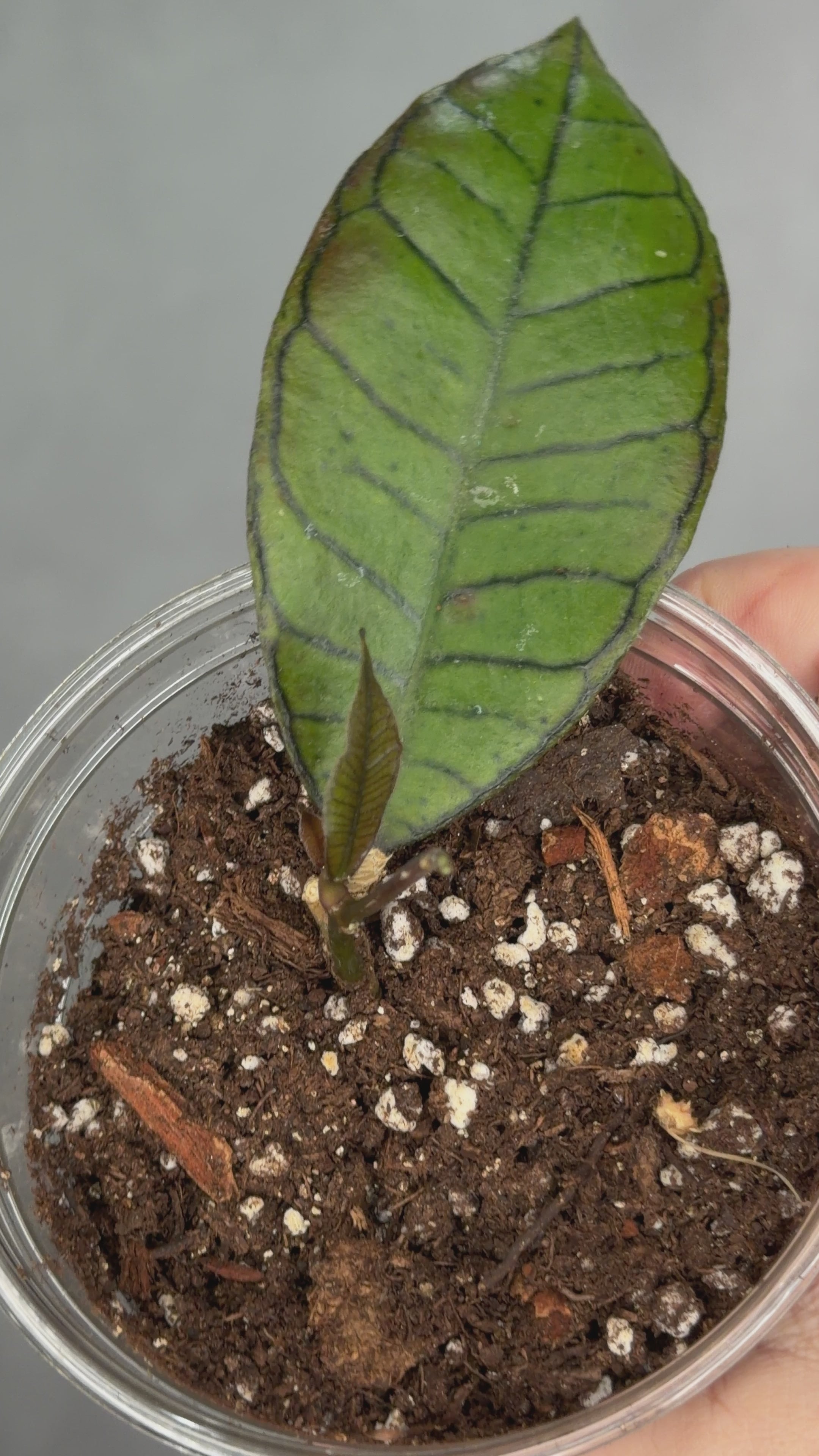 Hoya sp. Gunung Gading