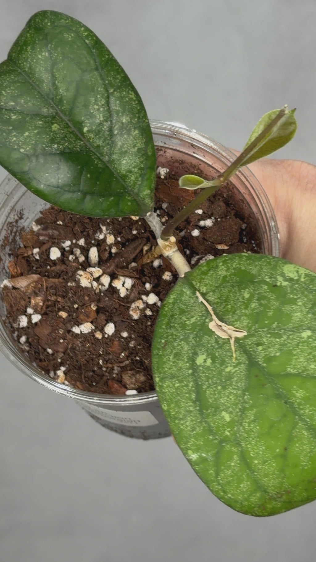 Hoya sp. (seed selection by patcharawalai)
