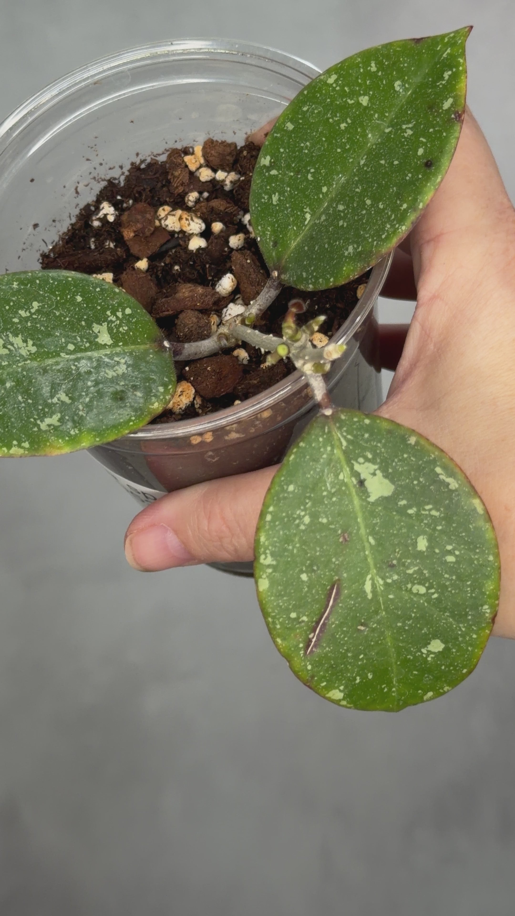Hoya sp. AH053
