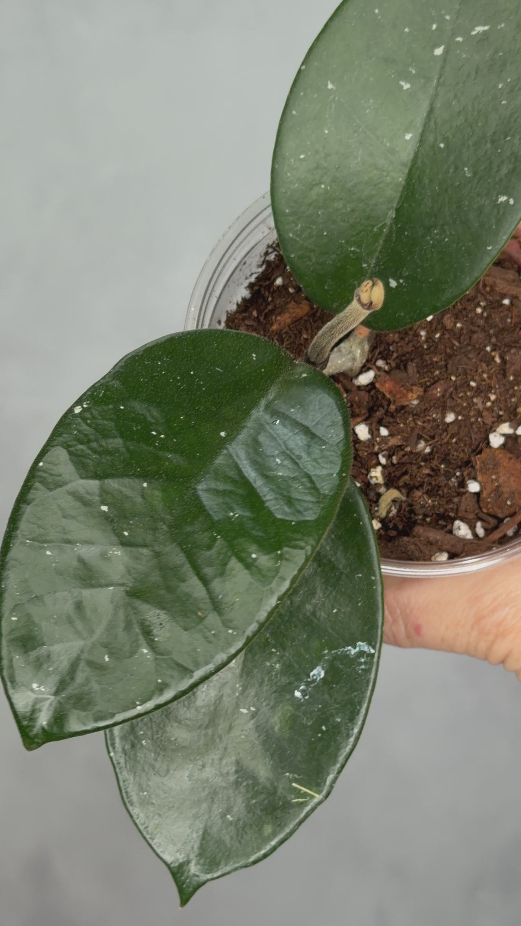 Hoya fungii (seedling, splash)