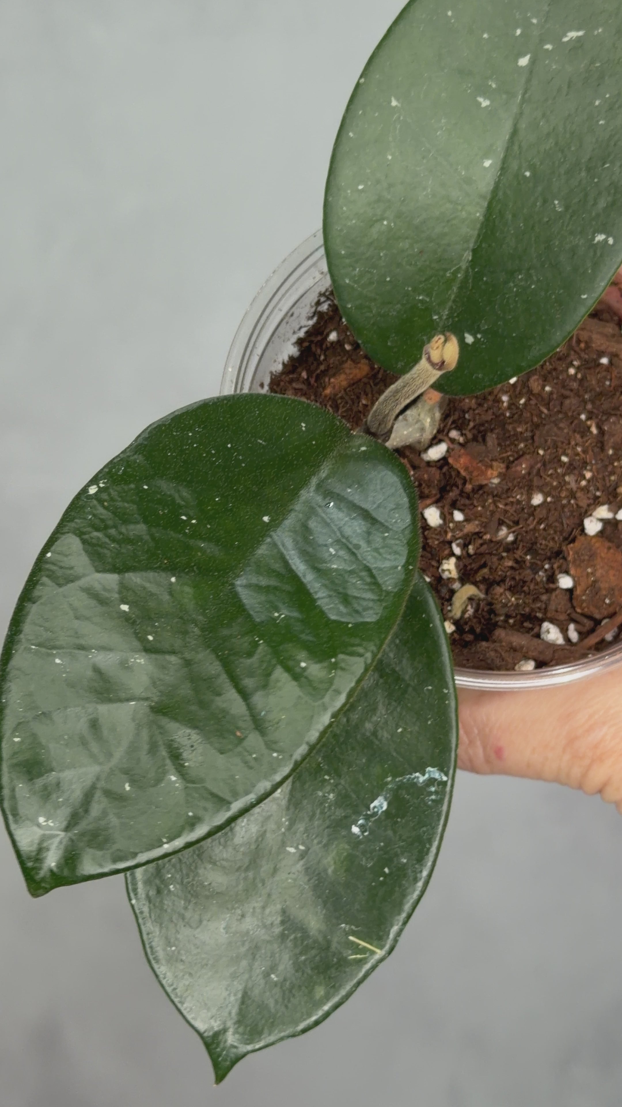 Hoya fungii (seedling, splash)