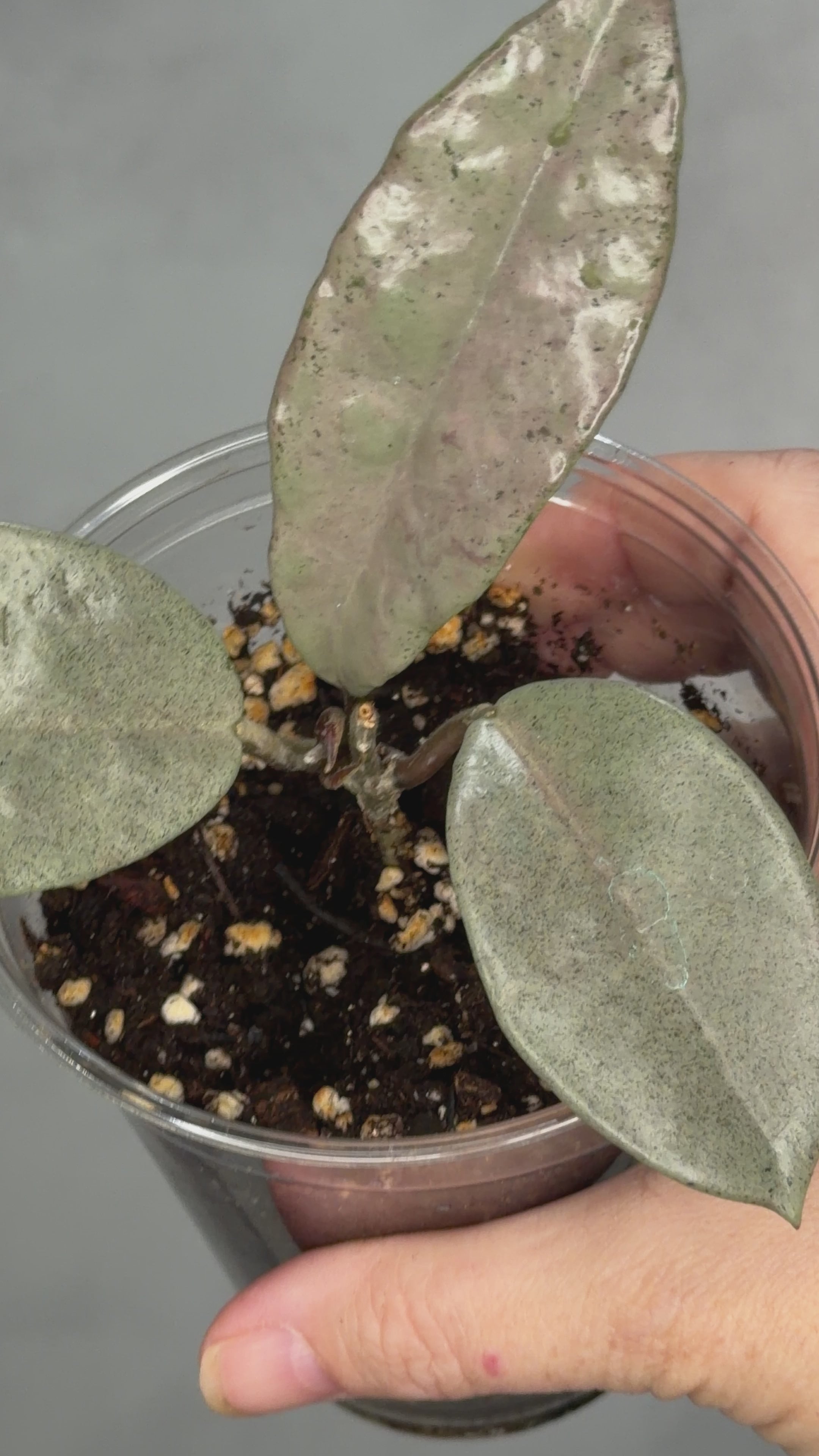 Hoya carnosa ‘Wilbur Graves’ (Silver)