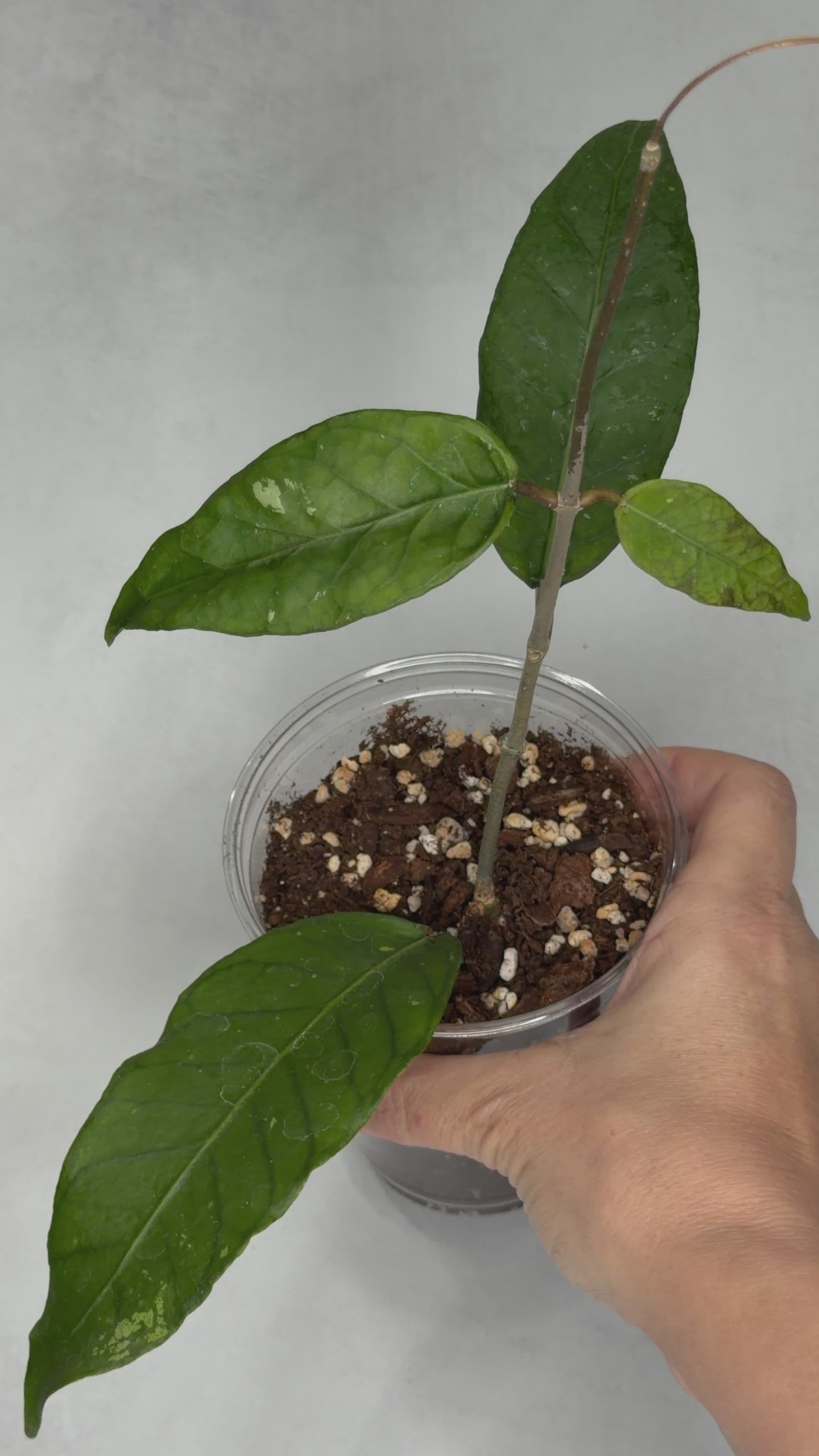 Hoya sp. Aceh Bogar