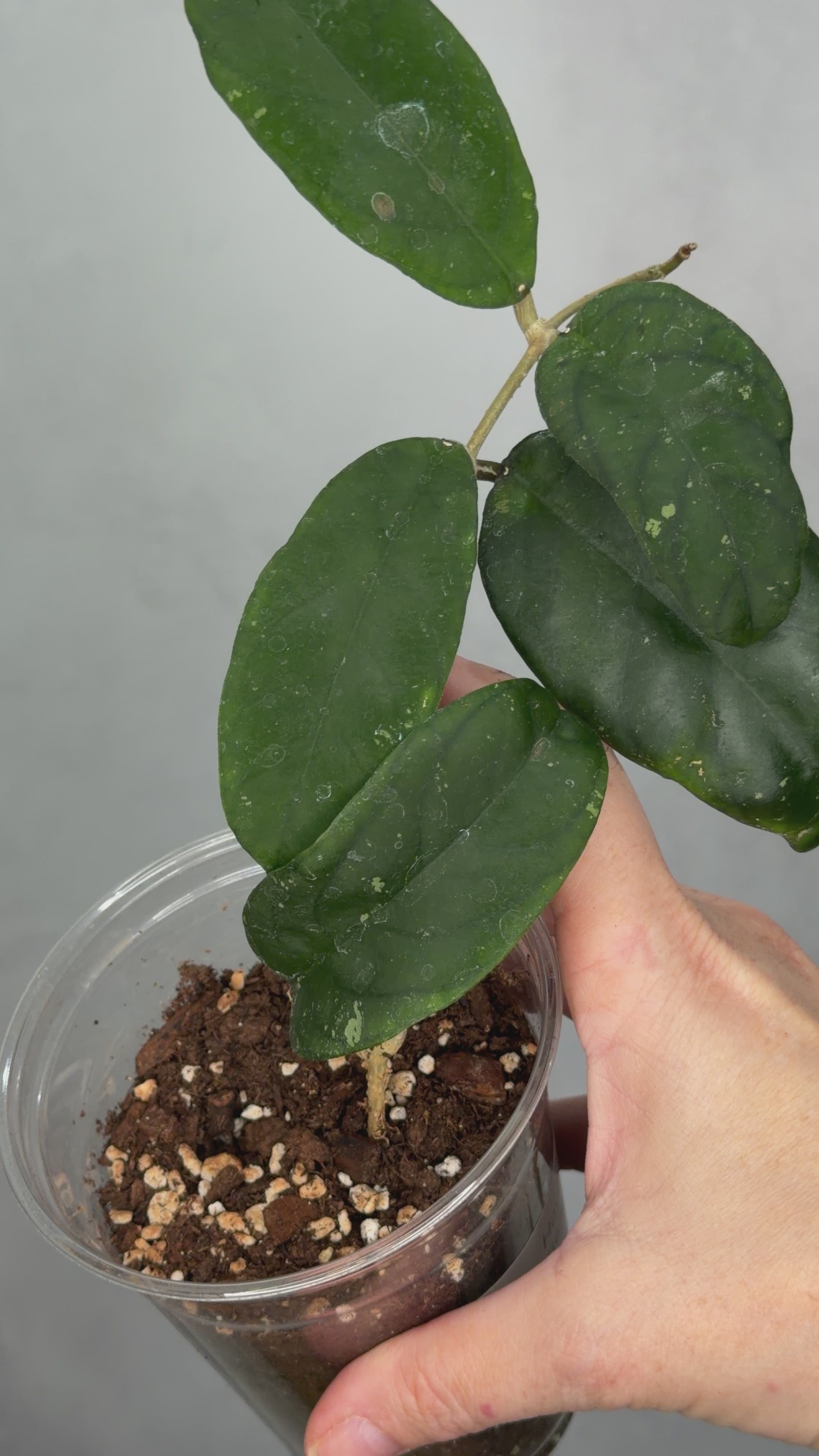 Hoya sp. Bengkulu