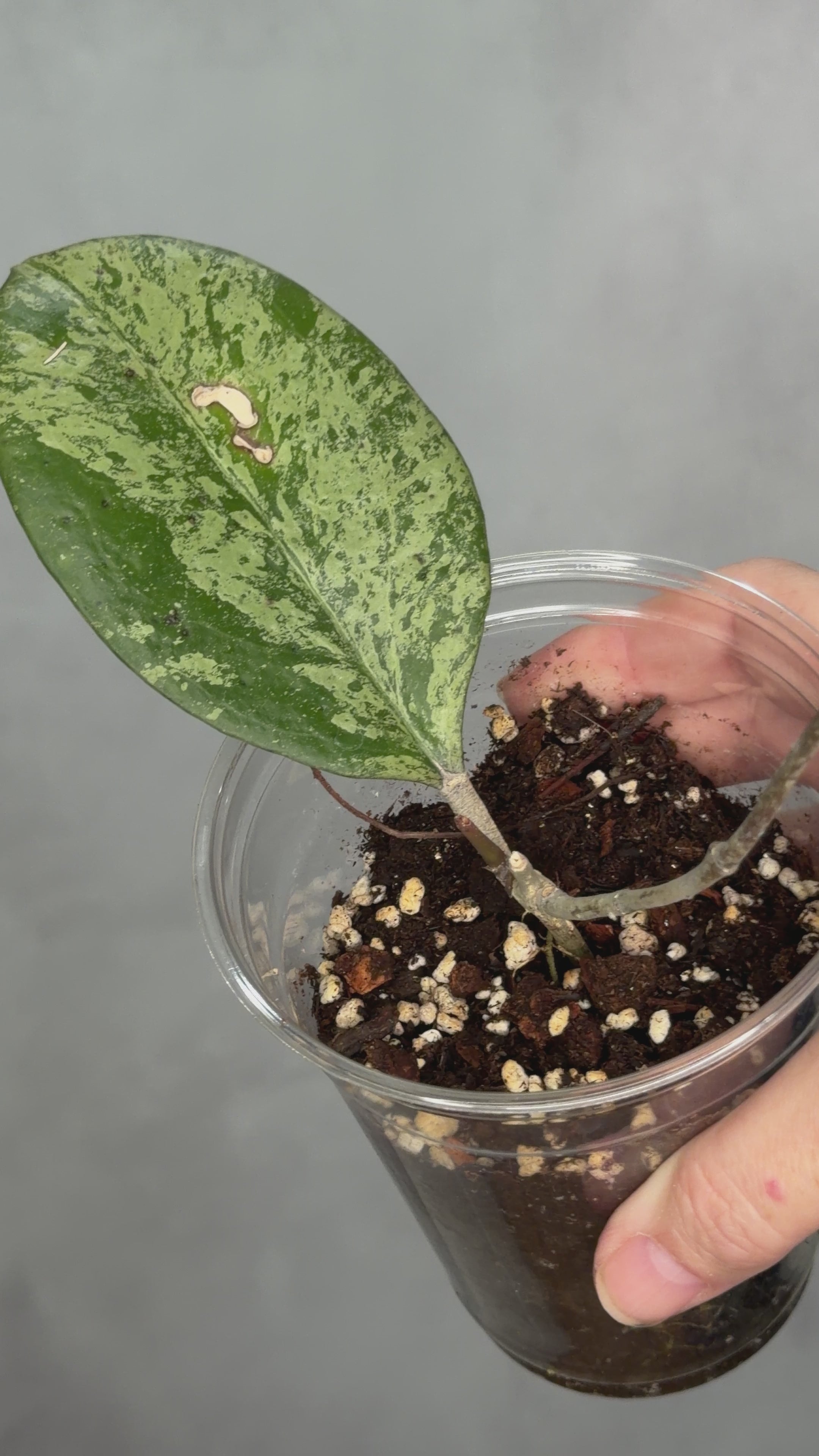 Hoya Michele (Silver)