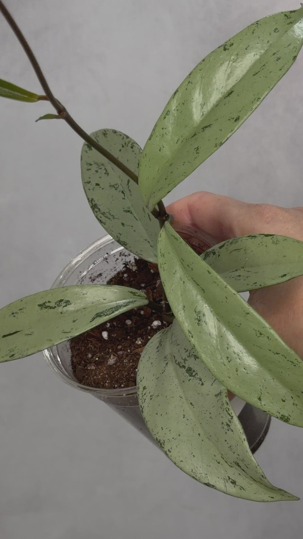 Hoya pubicalyx 'Pink Silver Ghost'