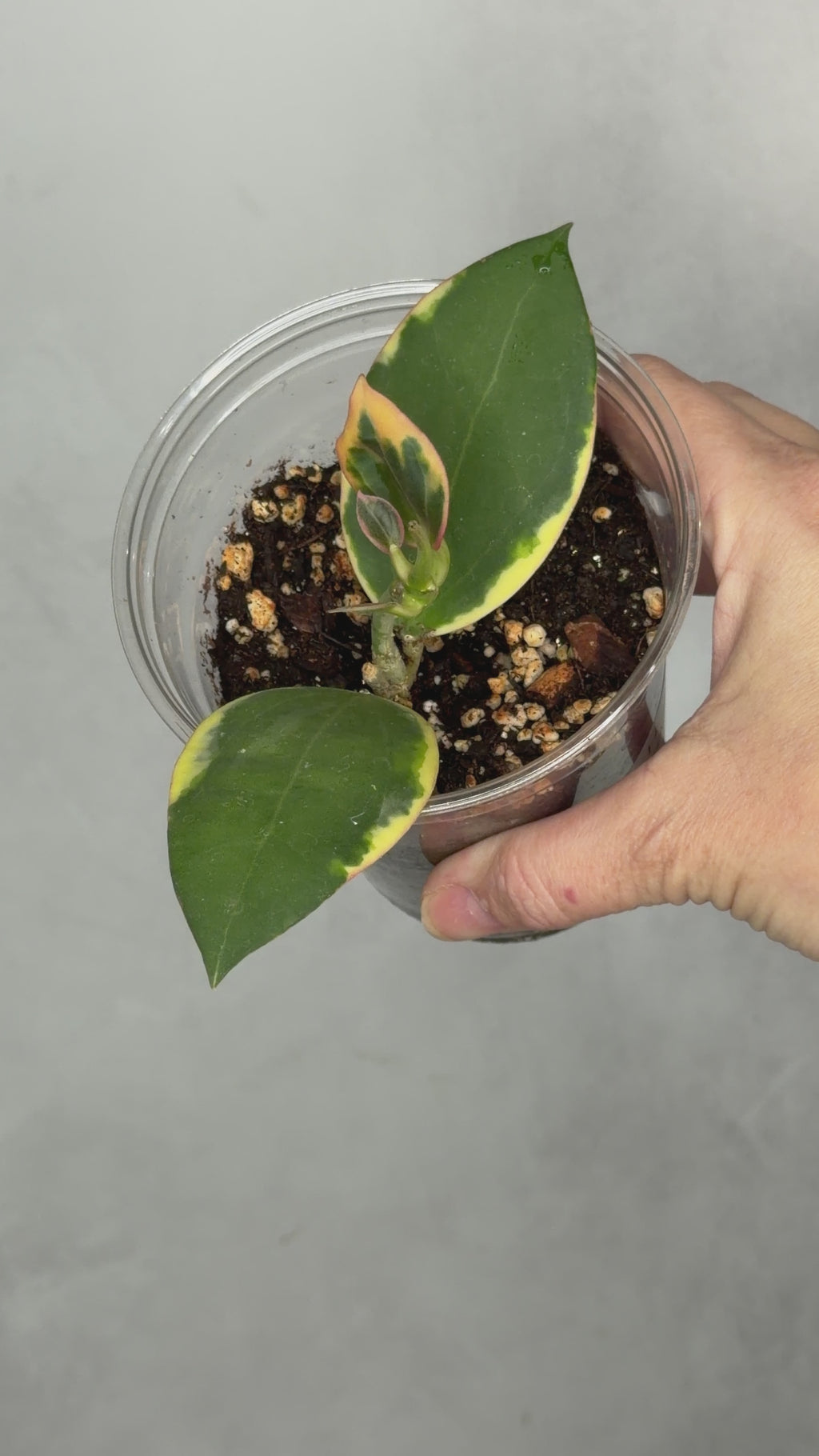 Hoya ‘Para Albo’
