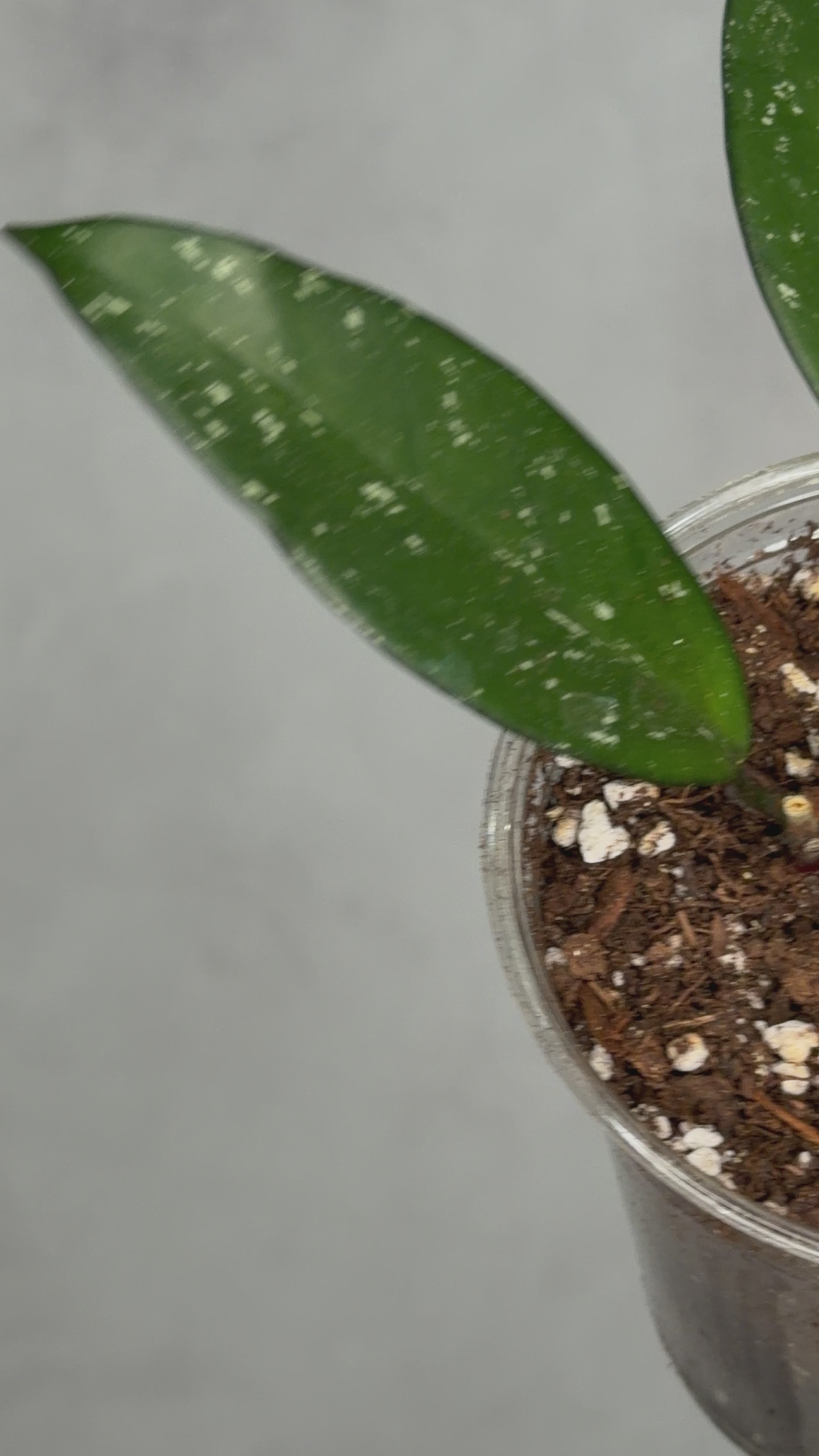 Hoya pubicalyx ‘Reva’