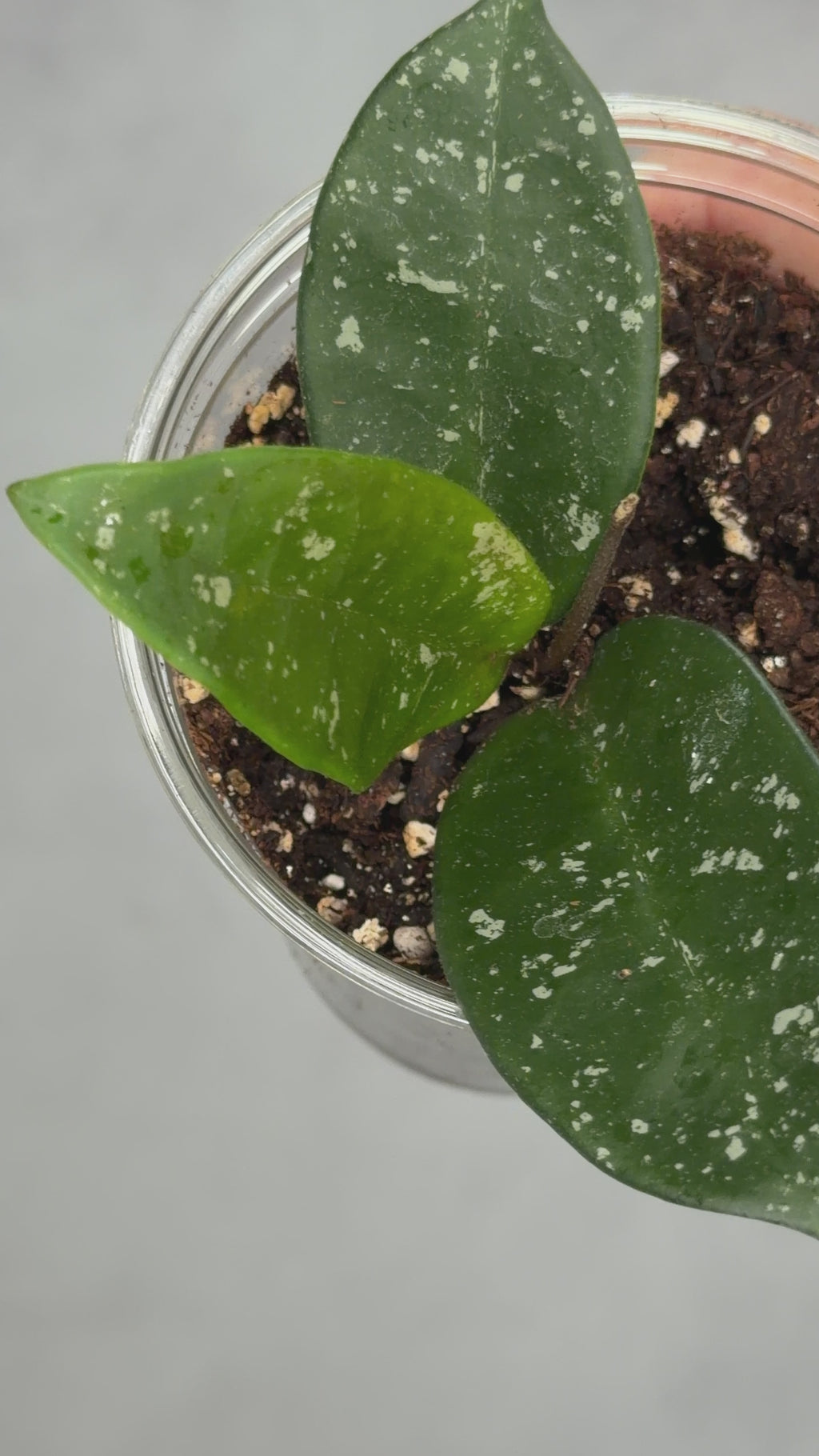 Hoya carnosa ‘Dalton Henry’