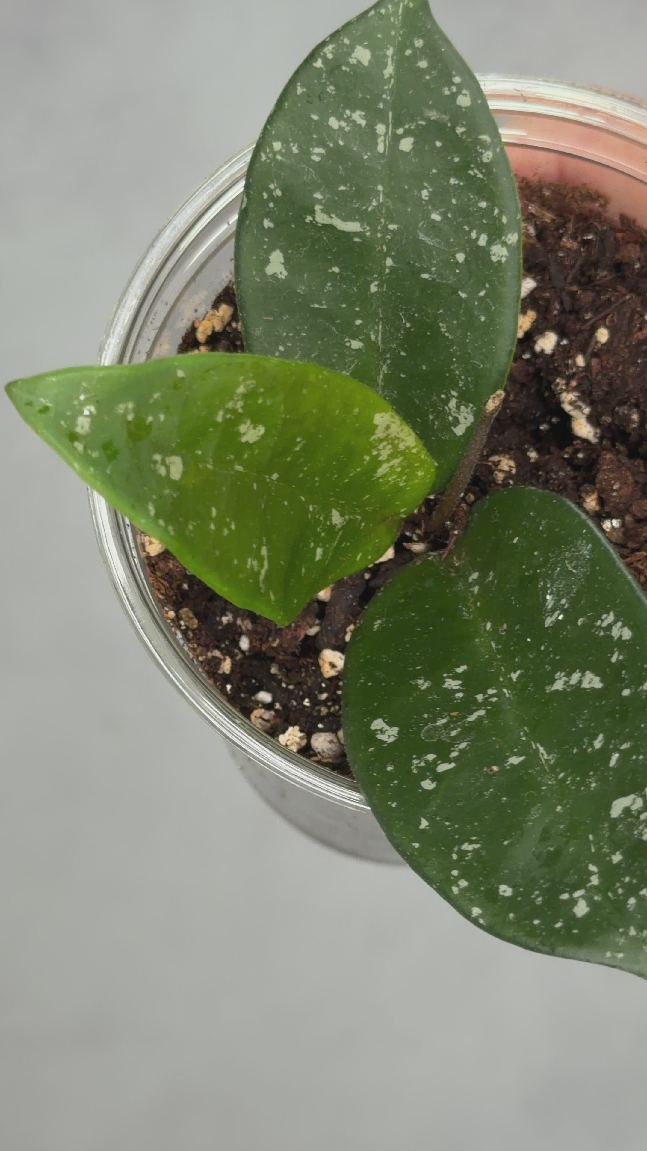 Hoya carnosa ‘Dalton Henry’