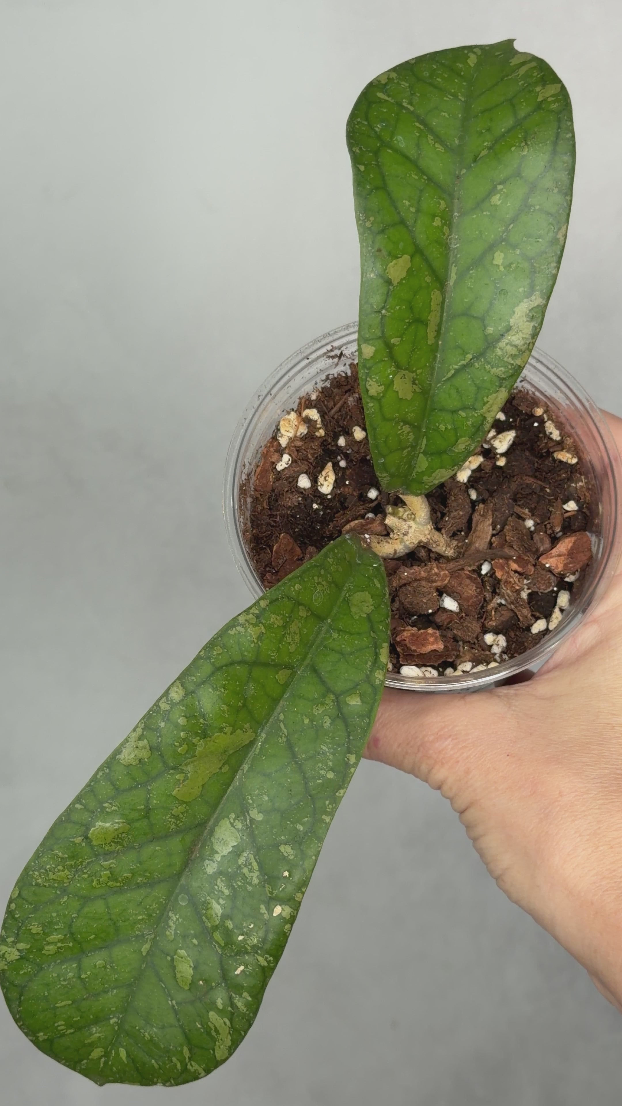 Hoya ‘Siapran’ (leonensis x aff forbessii)