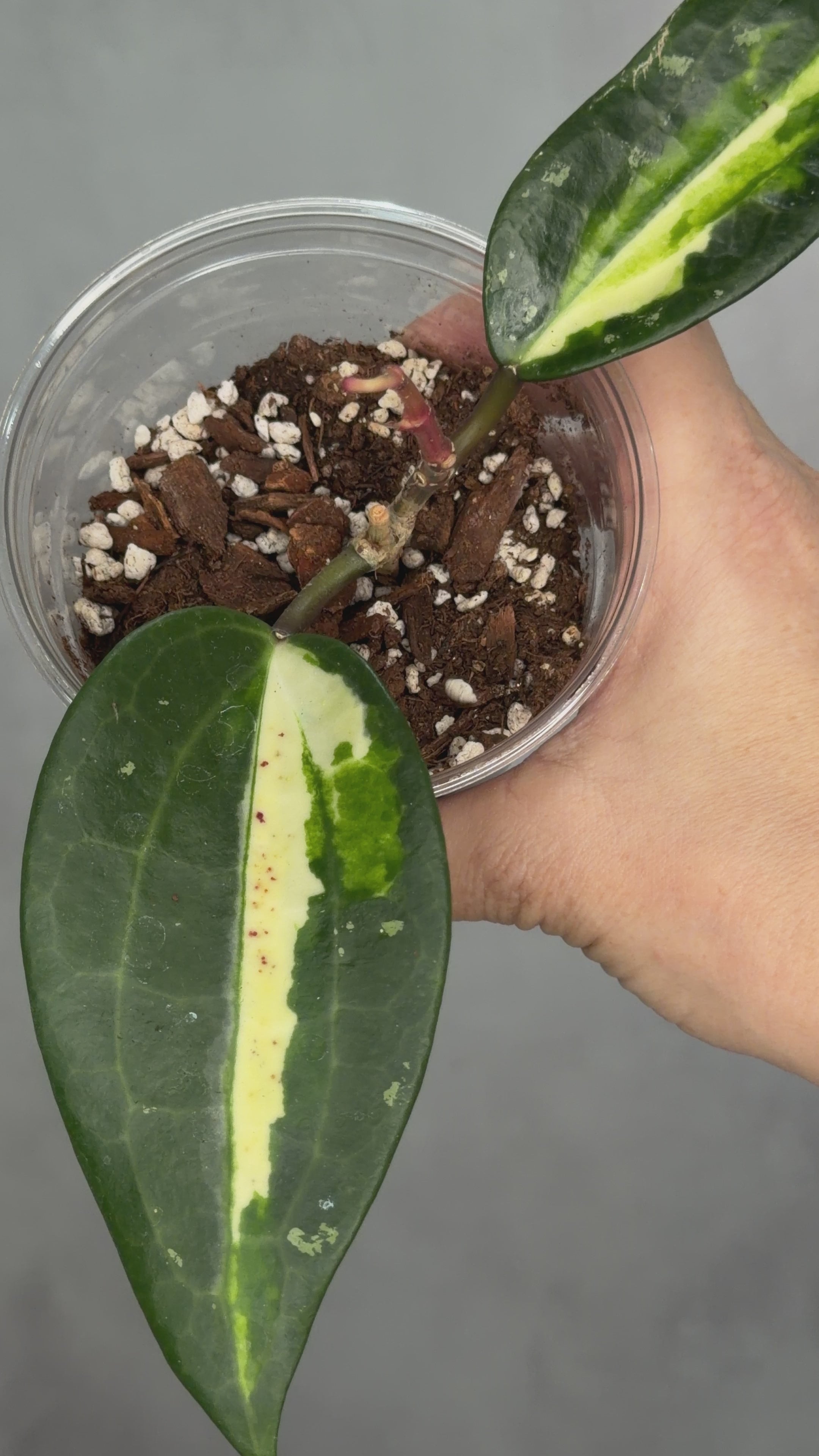 Hoya latifolia ‘Queensy’