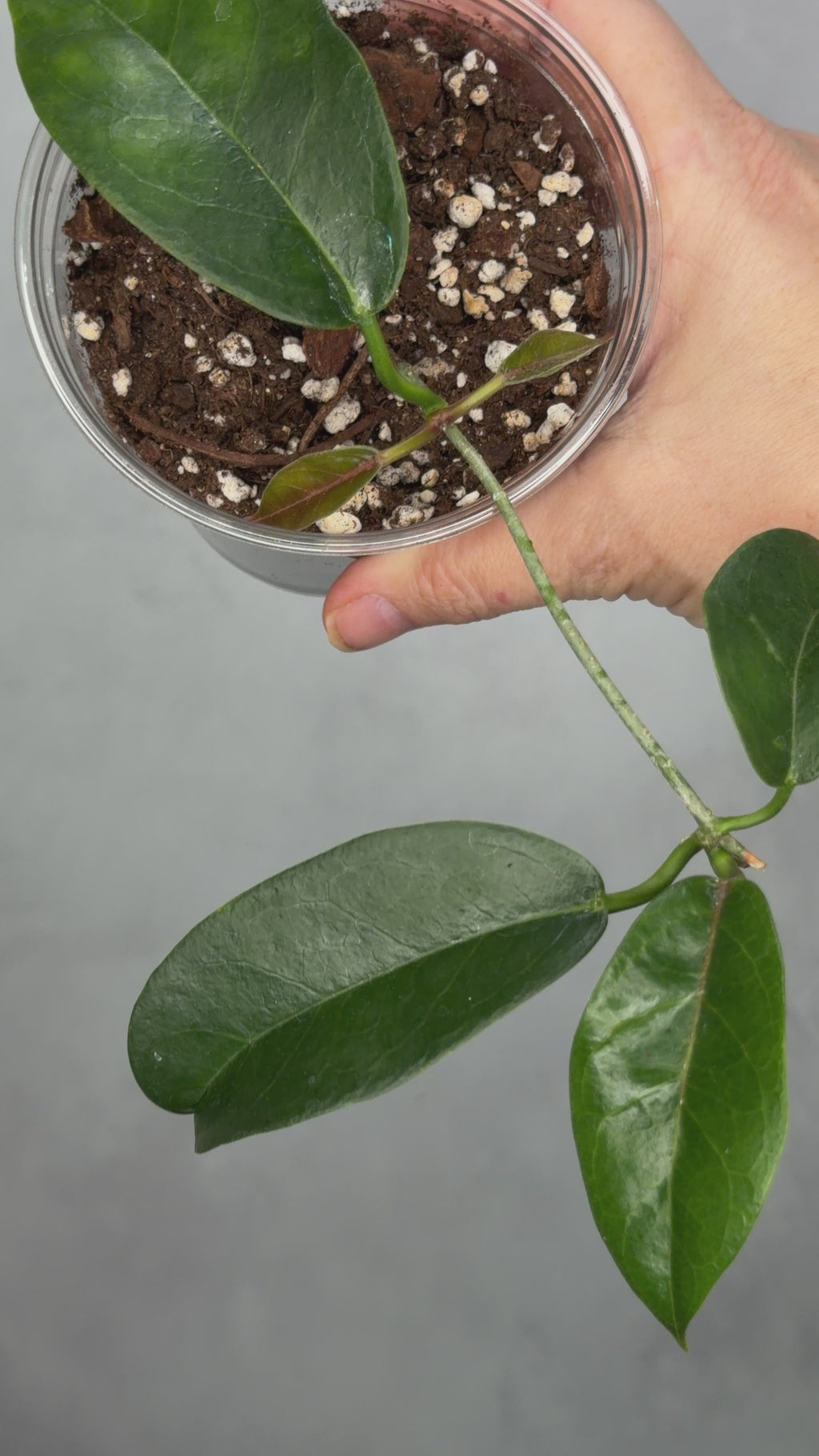 Hoya naumannii
