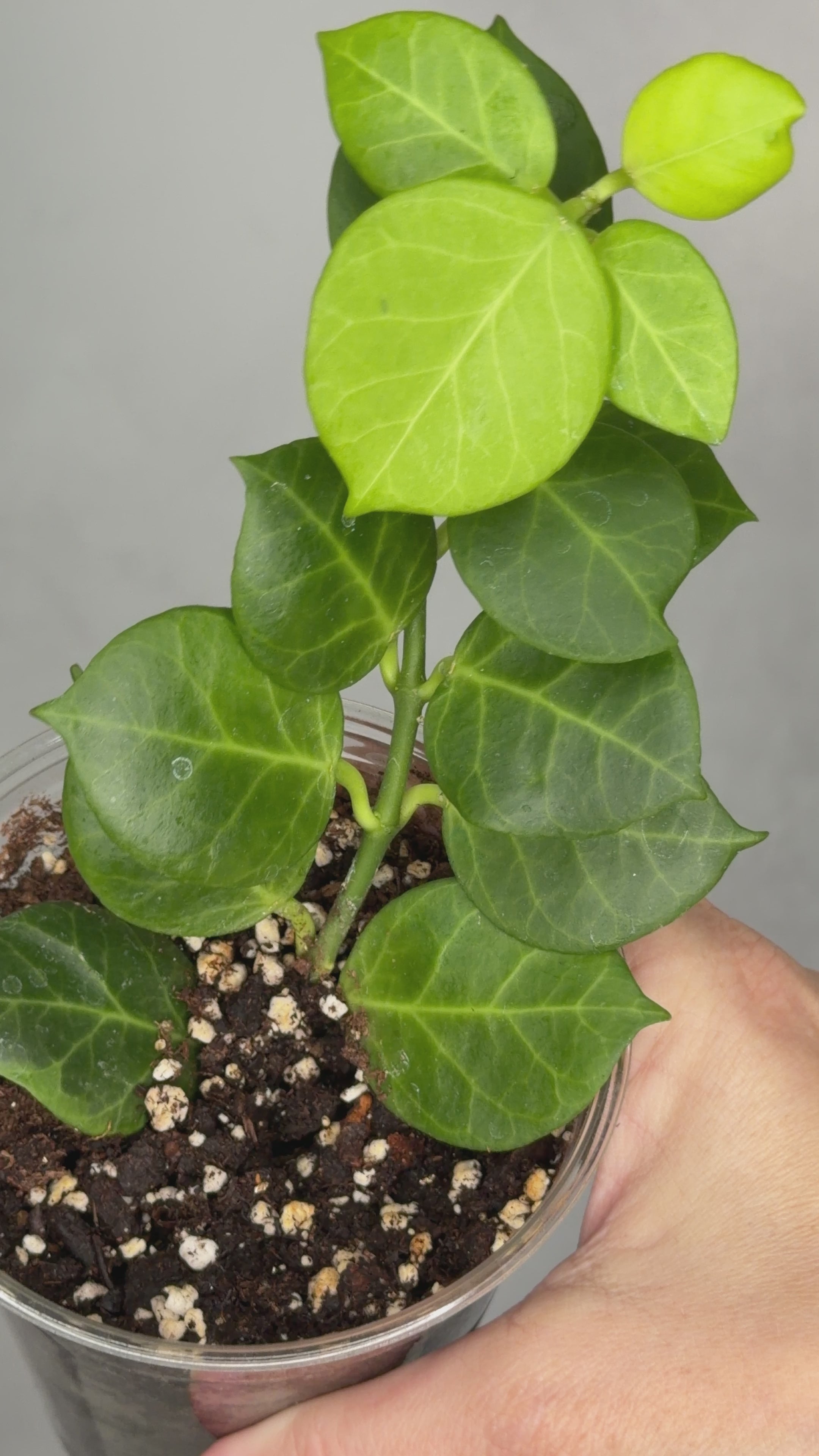 Hoya obscura (outer variegated)
