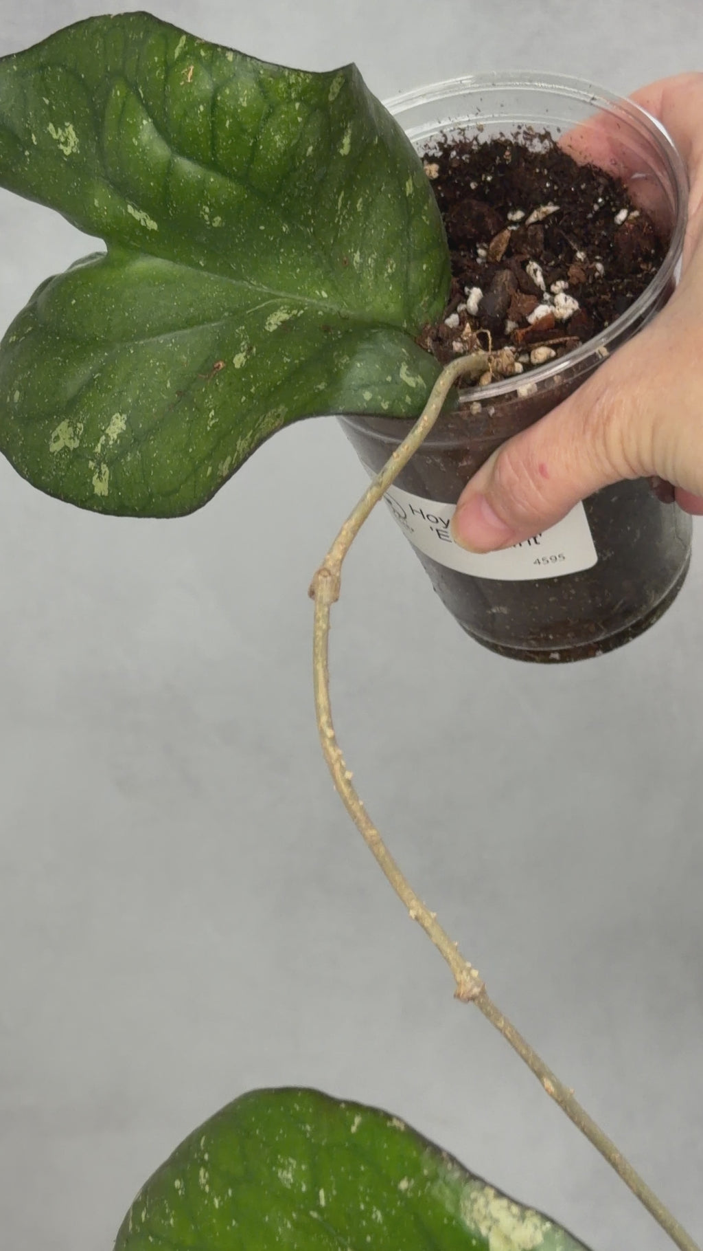 Hoya sp. AH027 'Elephant'