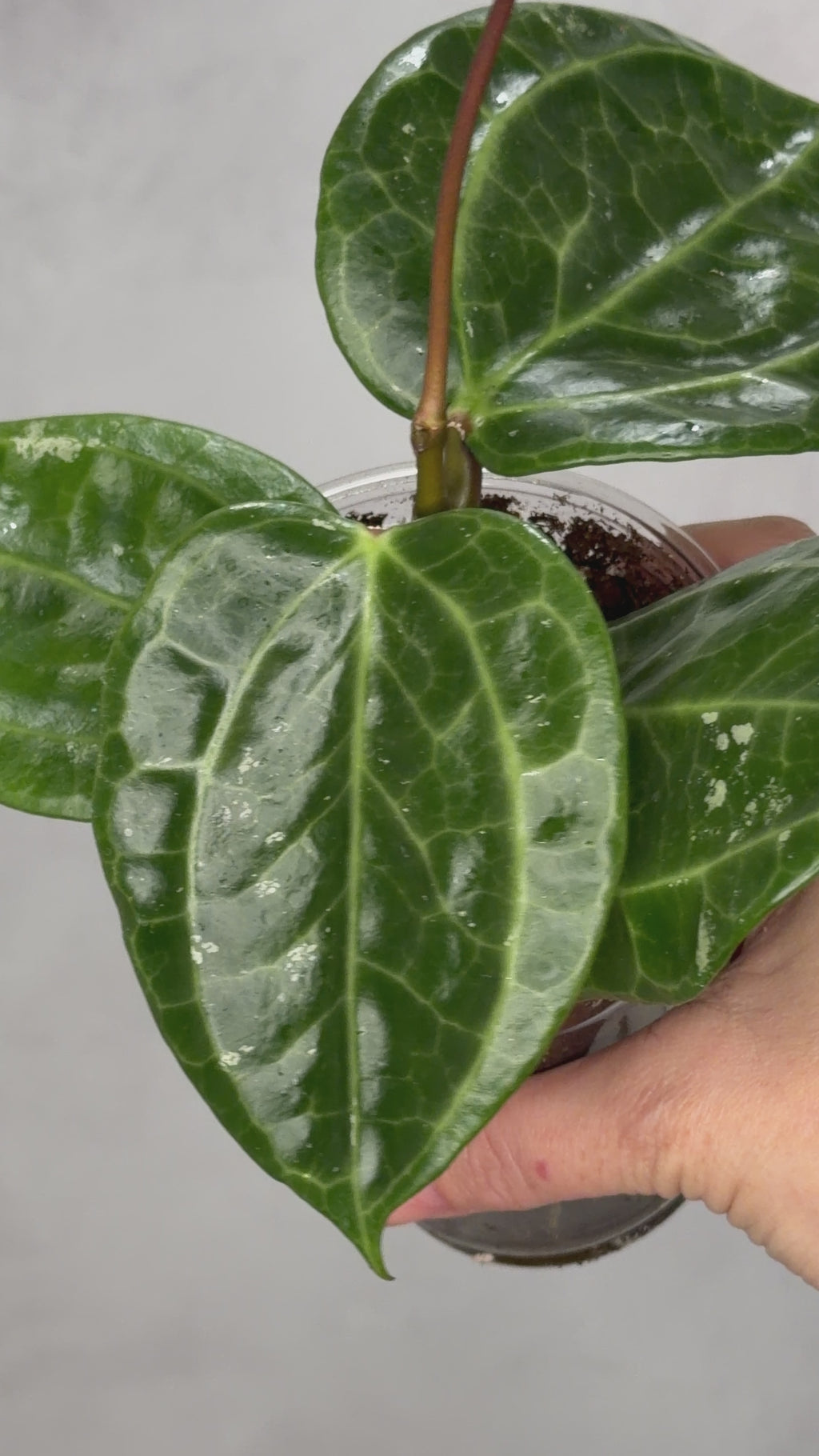 Hoya sp. GPS 8867