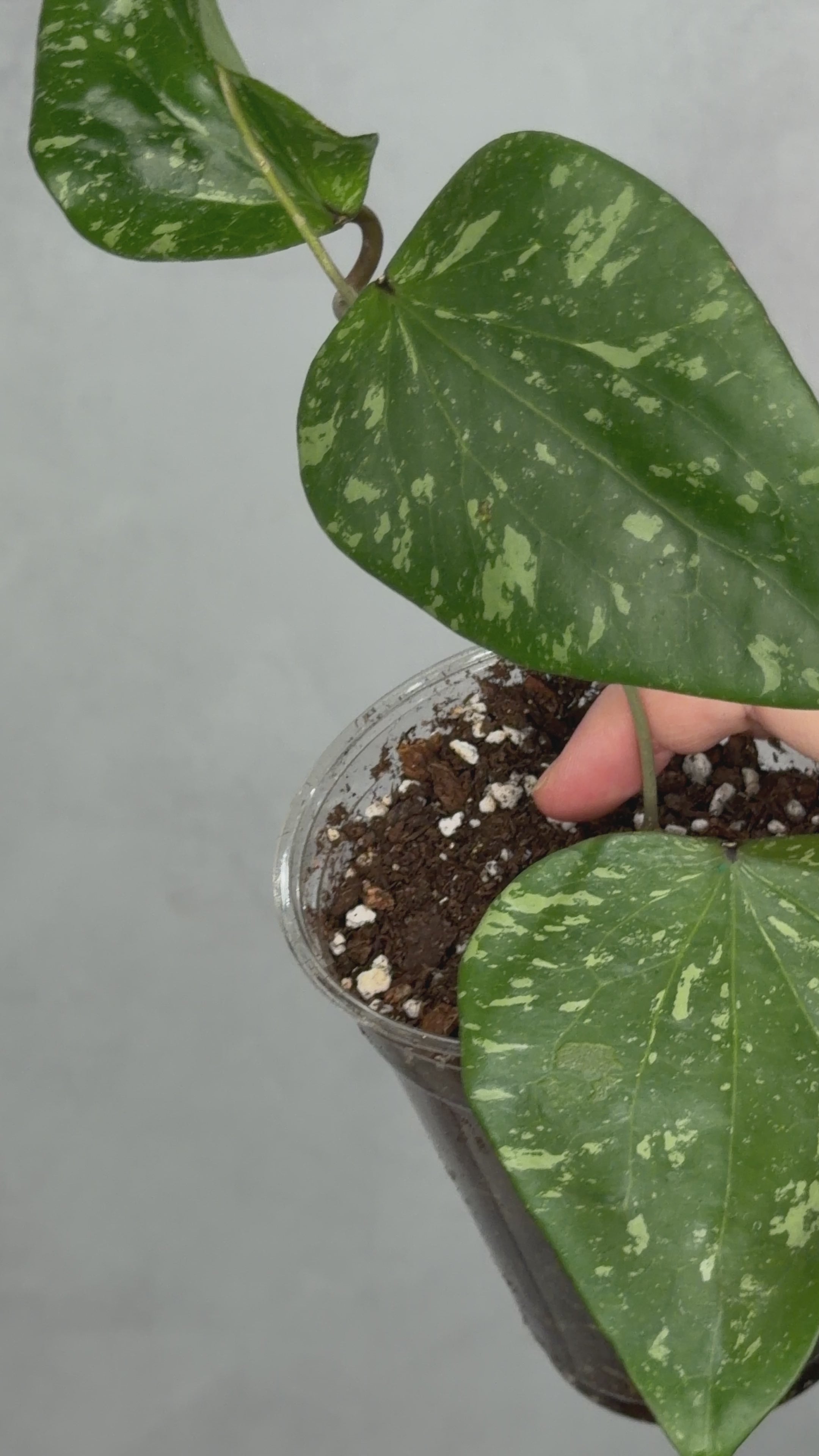 Hoya sp. SF004