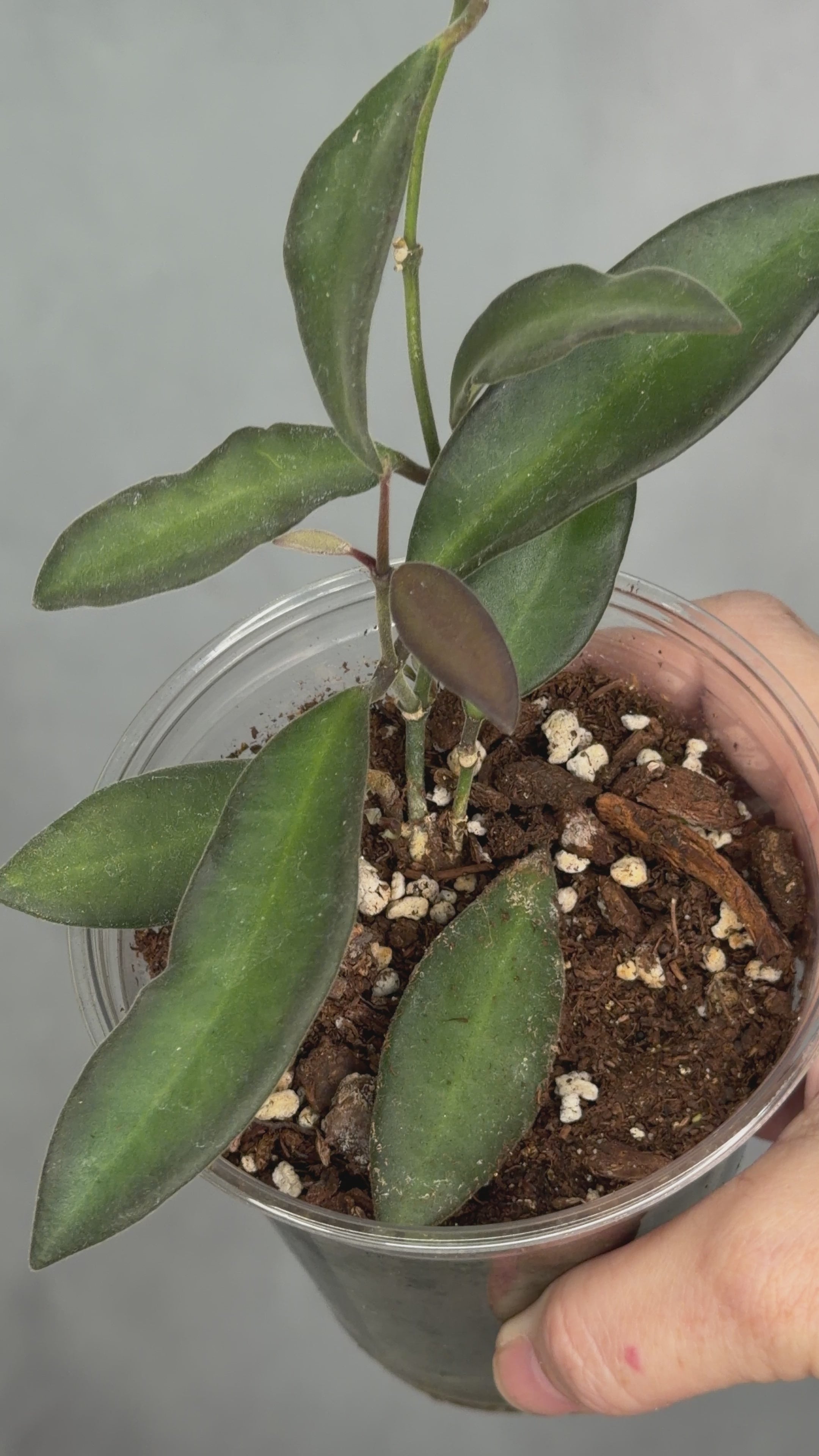 Hoya anncajanoae