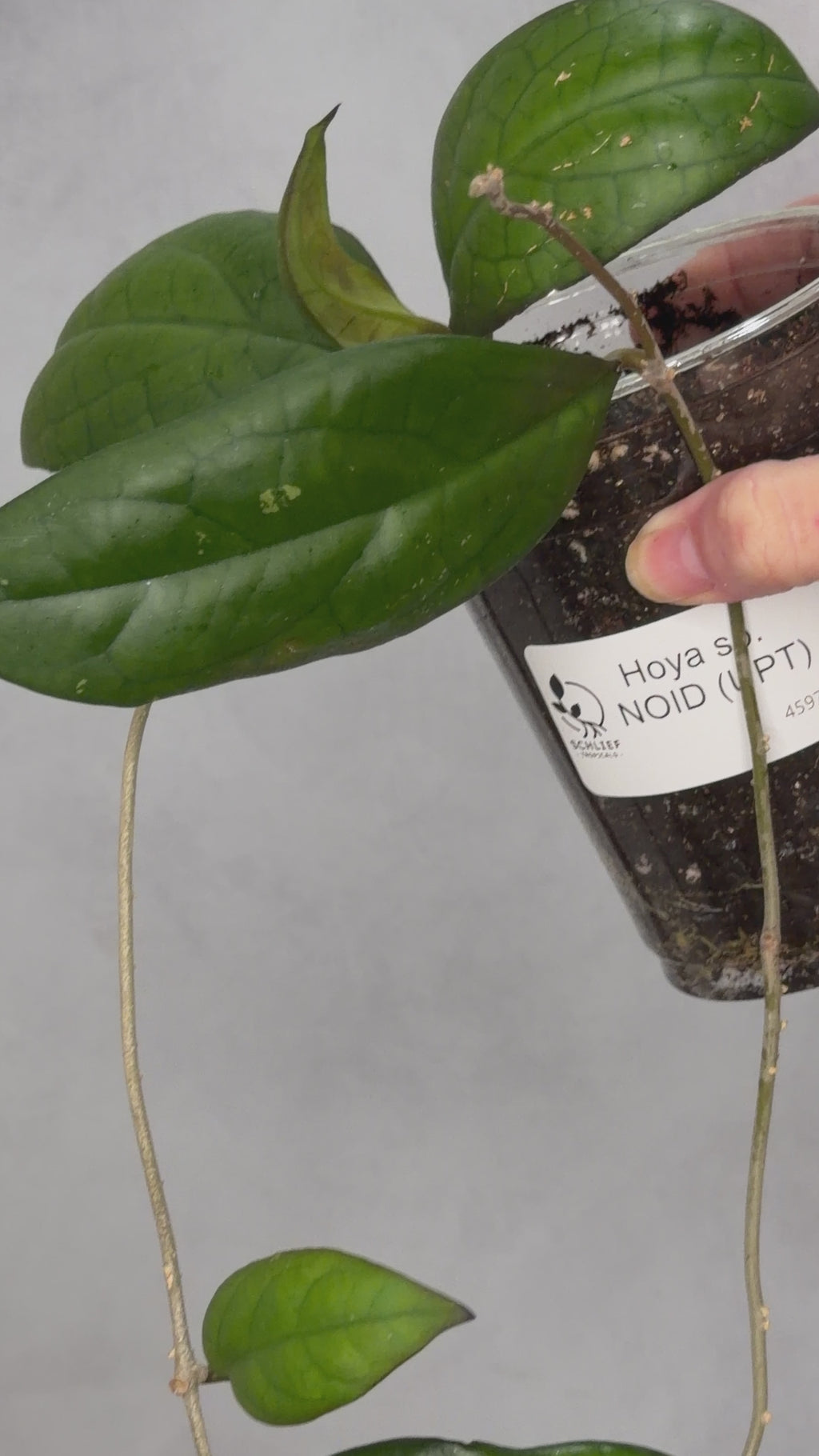 Hoya sp. NOID (UPT)