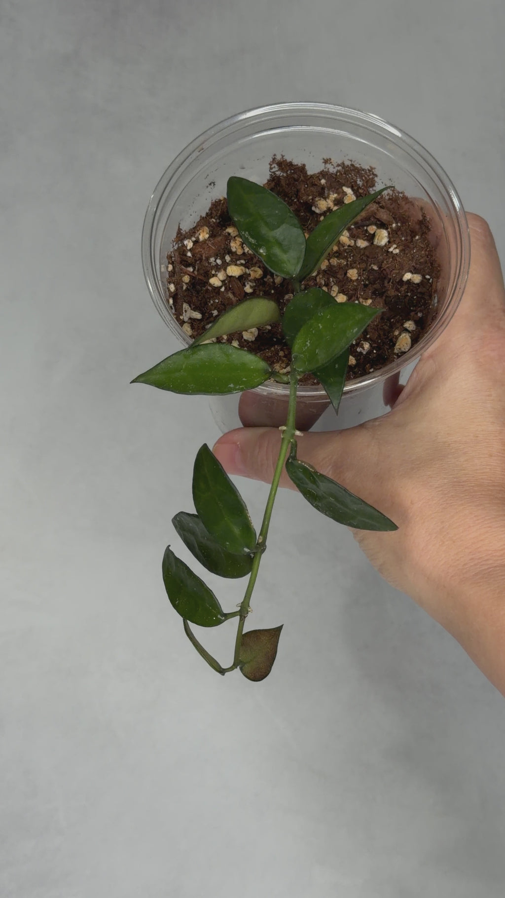 Hoya lacunosa (Long leaf, Malaysia)