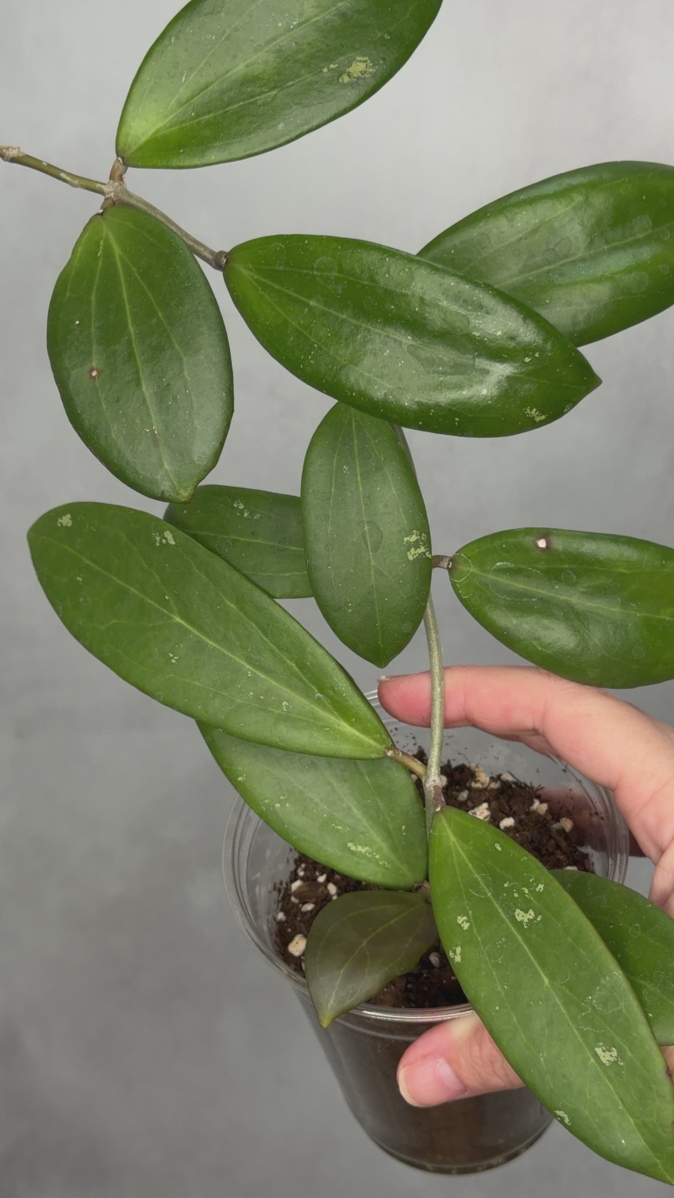Hoya bhutanica
