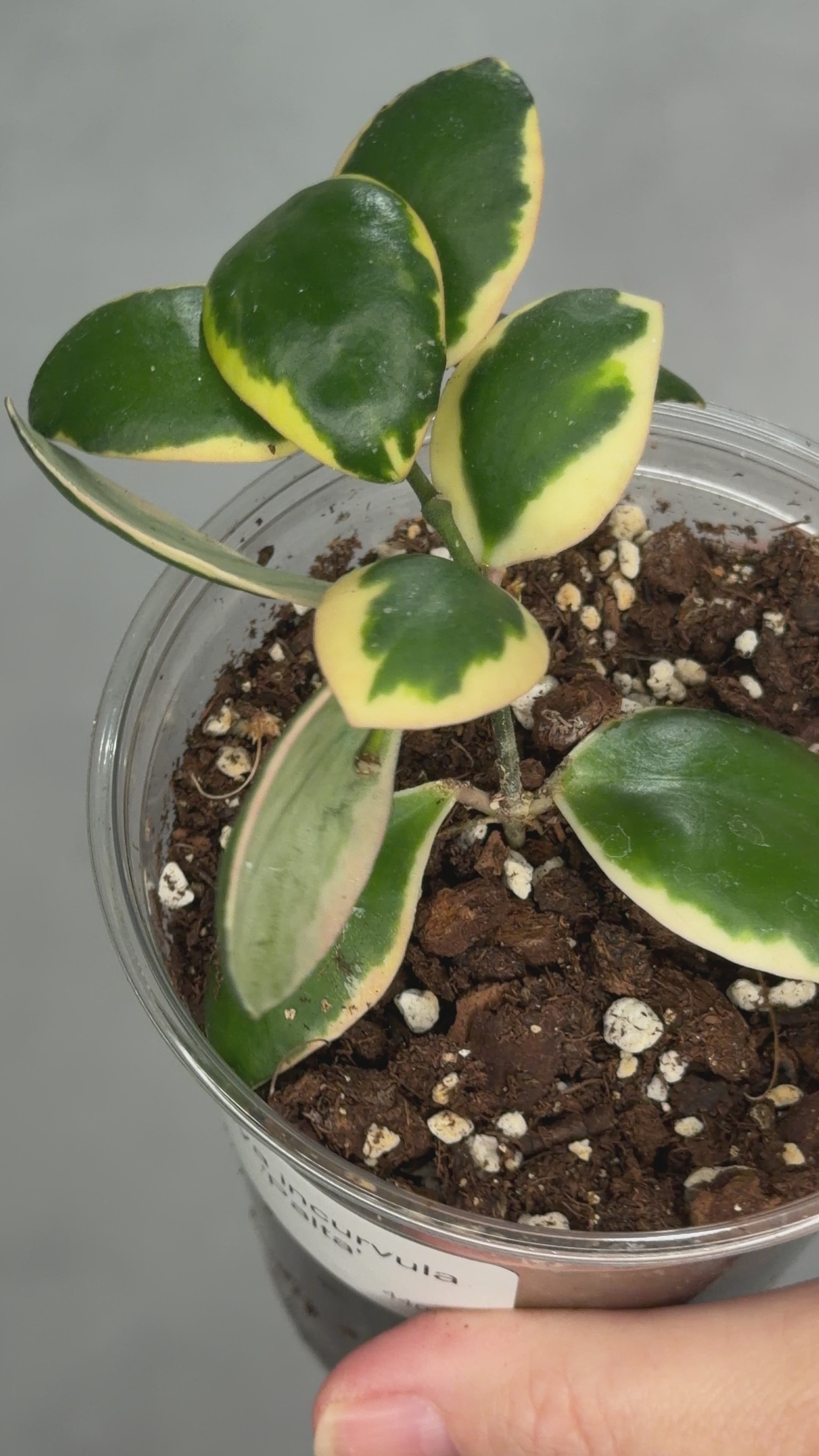 Hoya incurvula ‘Palta’