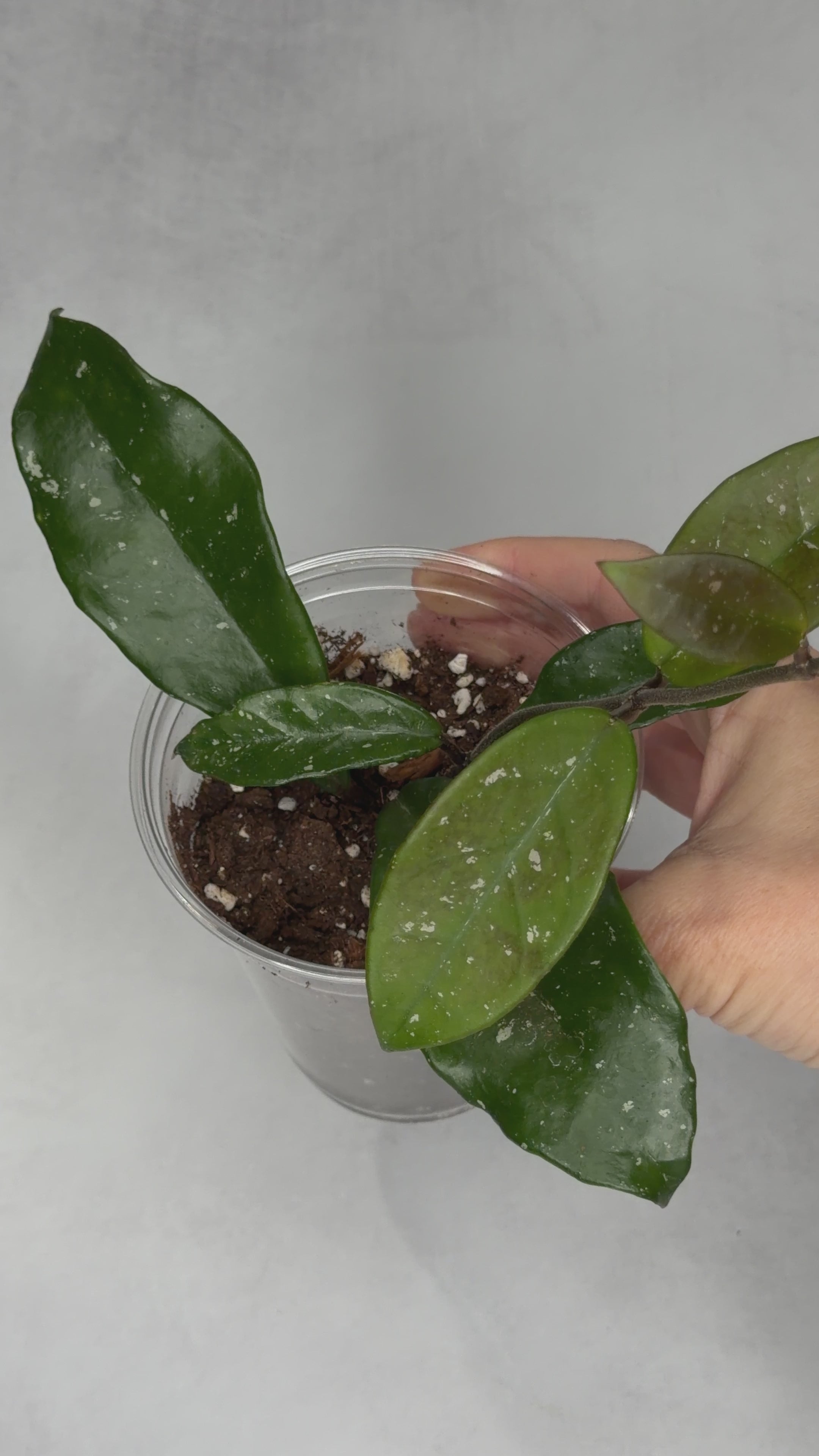 Hoya ‘Wildflower’