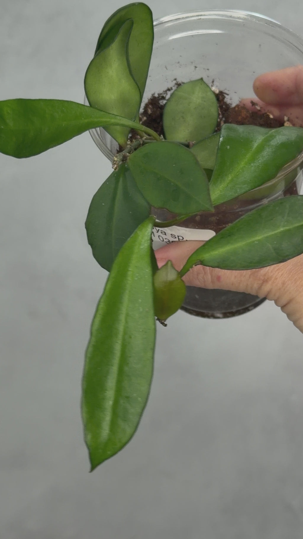 Hoya sp. RHM 030-011