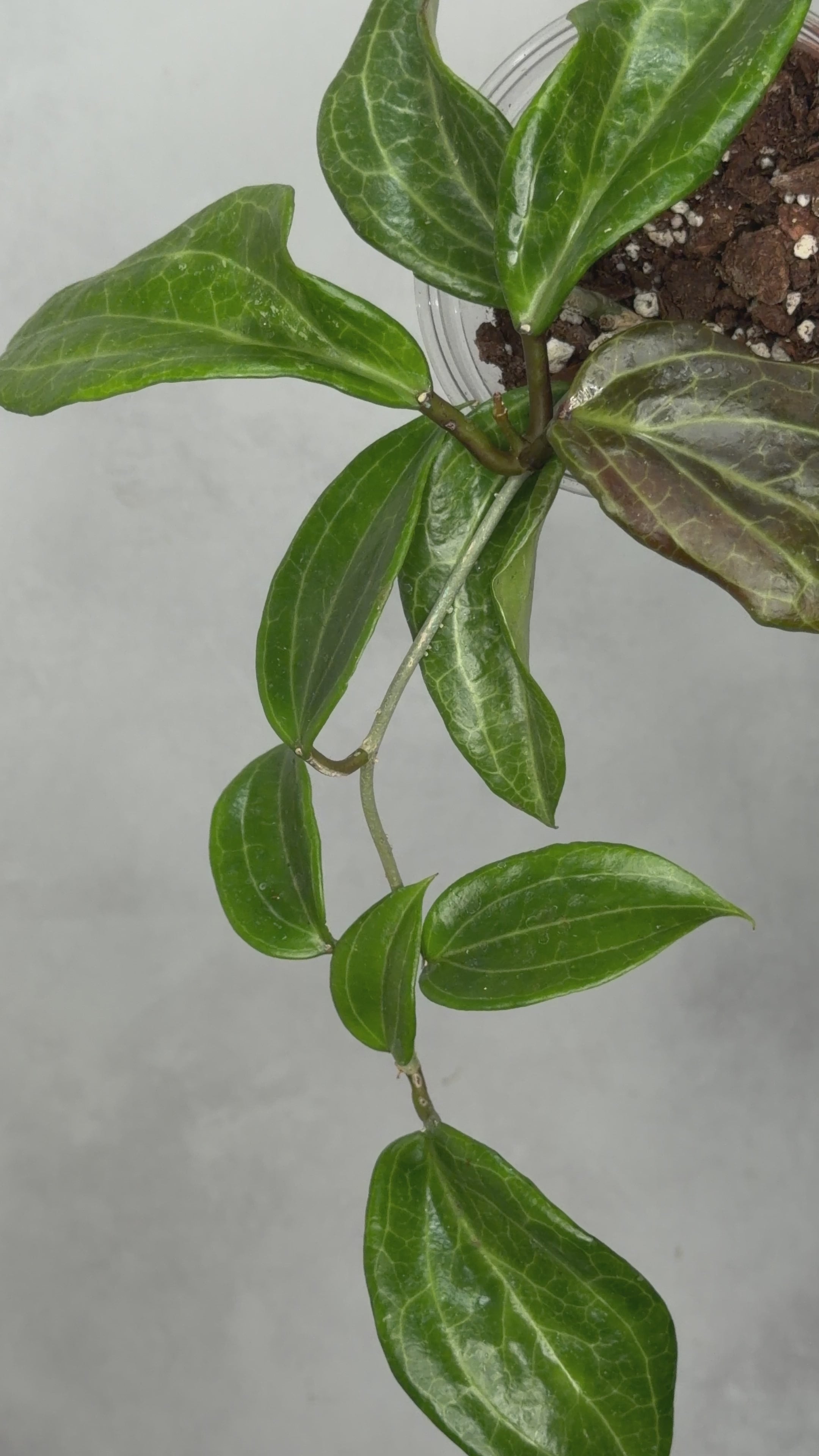 Hoya merrillii