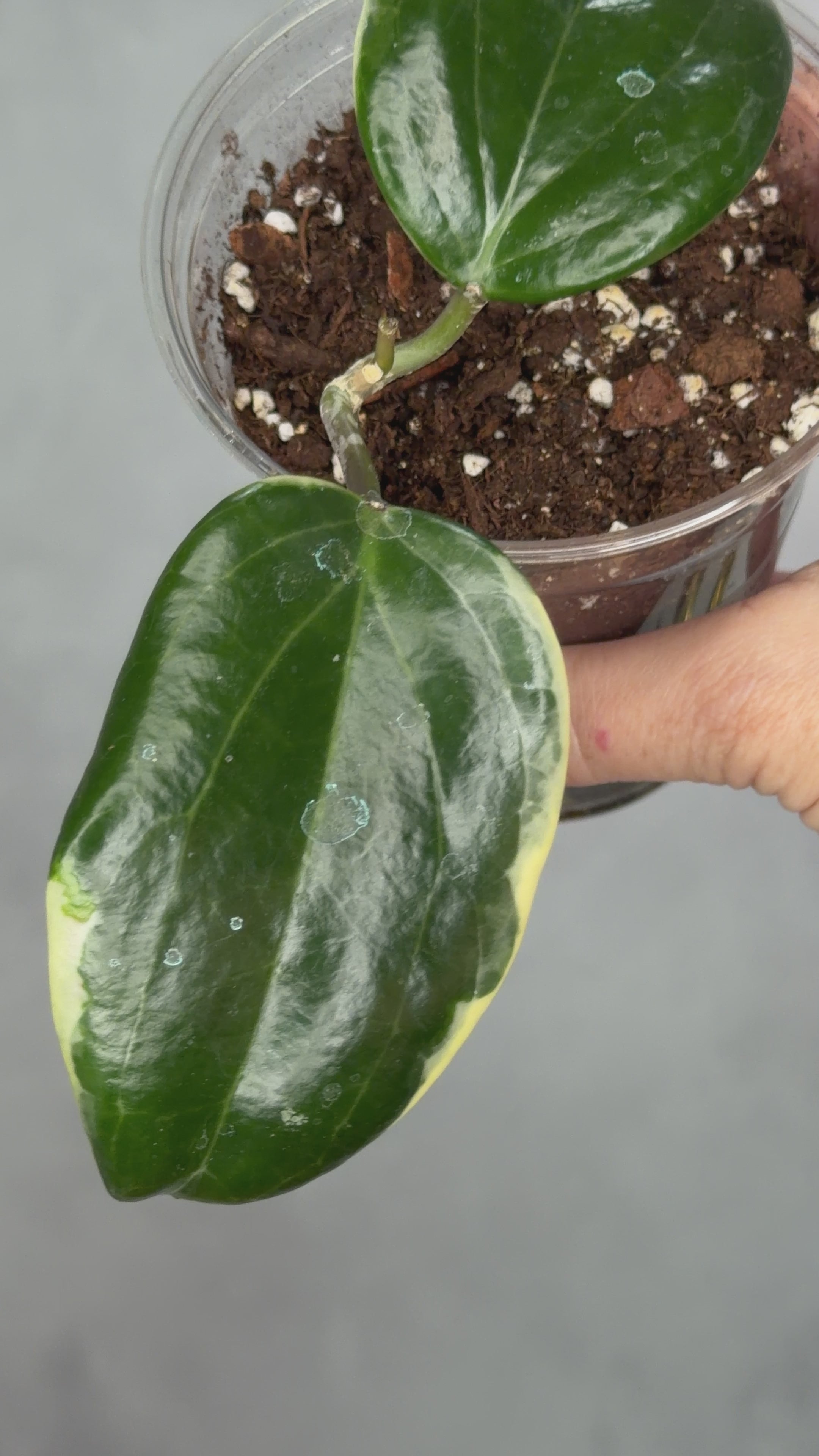 Hoya quinquenervia ‘Little Plu’